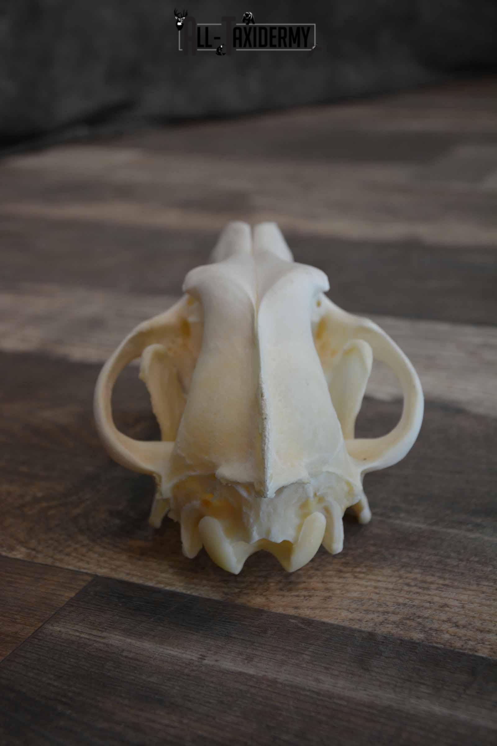 Canadian Wolf Skull for Sale SKU 1289 - Image 5