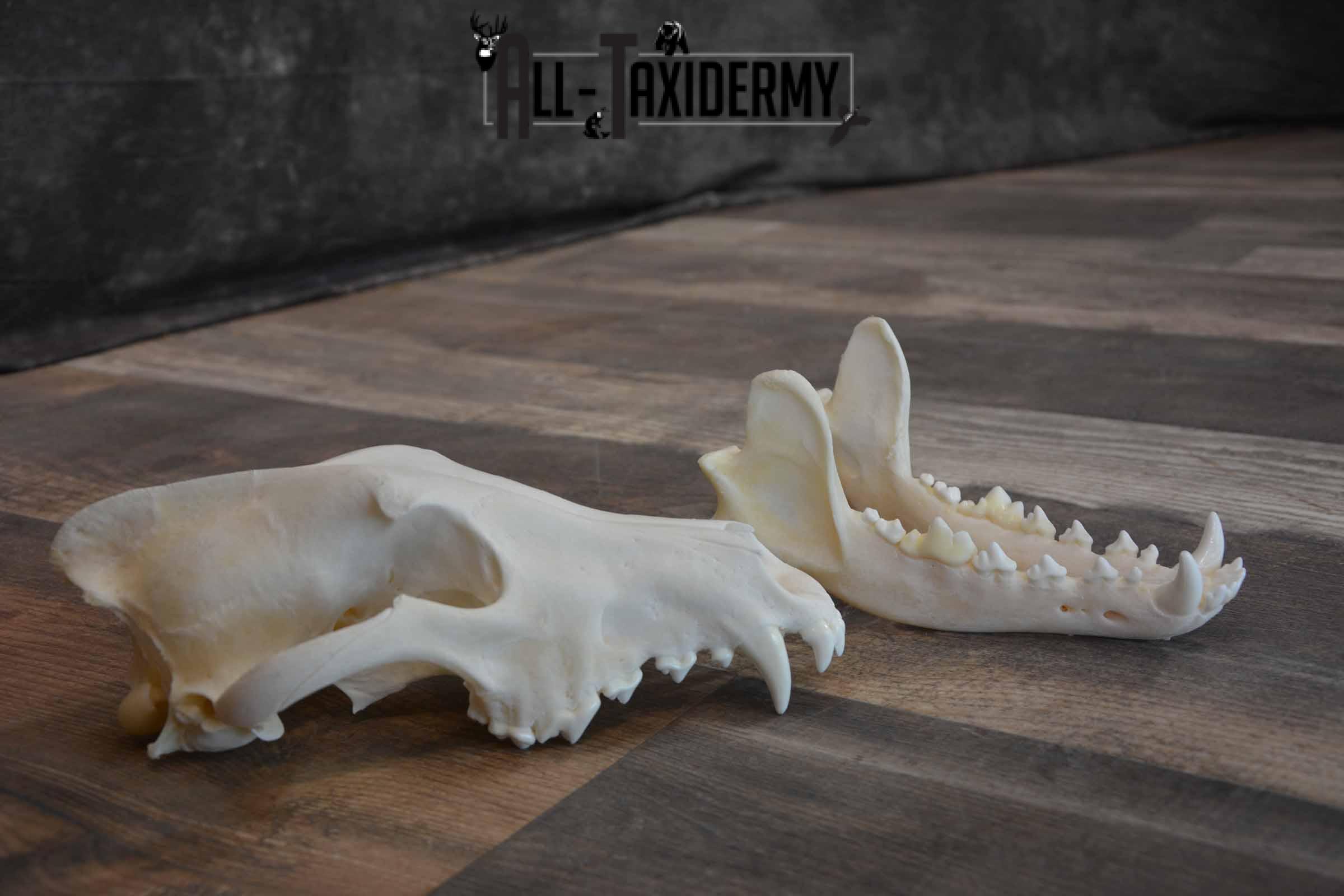 Canadian Wolf Skull for Sale SKU 1289 - Image 6