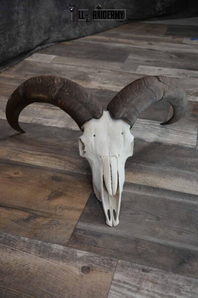 Huge Aoudad Skull for Sale SKU 1279
