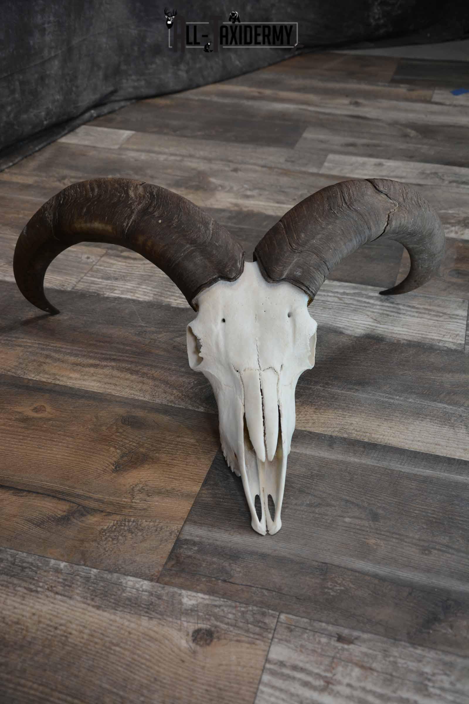 Huge Aoudad Skull for Sale SKU 1279
