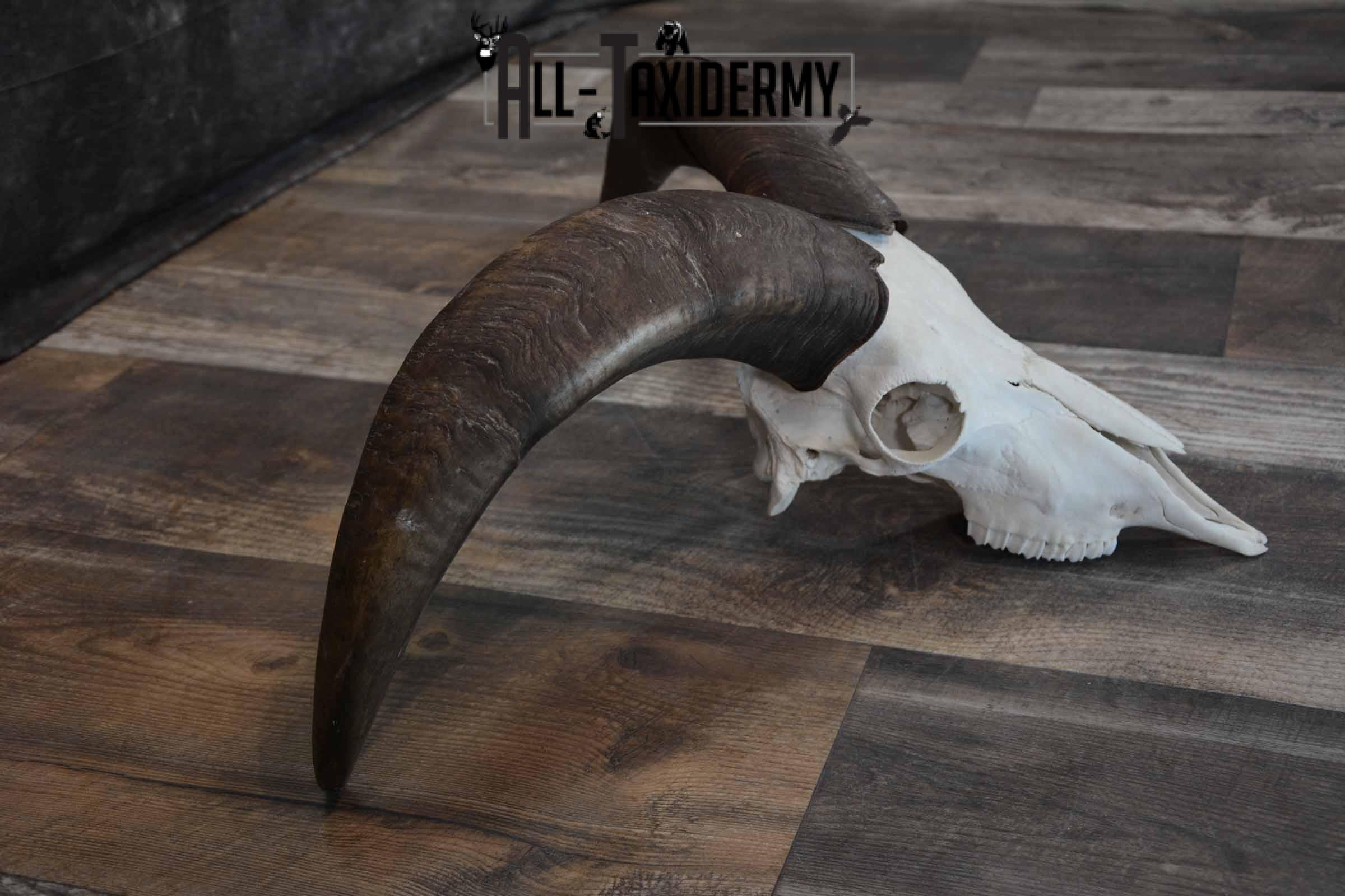 Huge Aoudad Skull for Sale SKU 1279 - Image 2