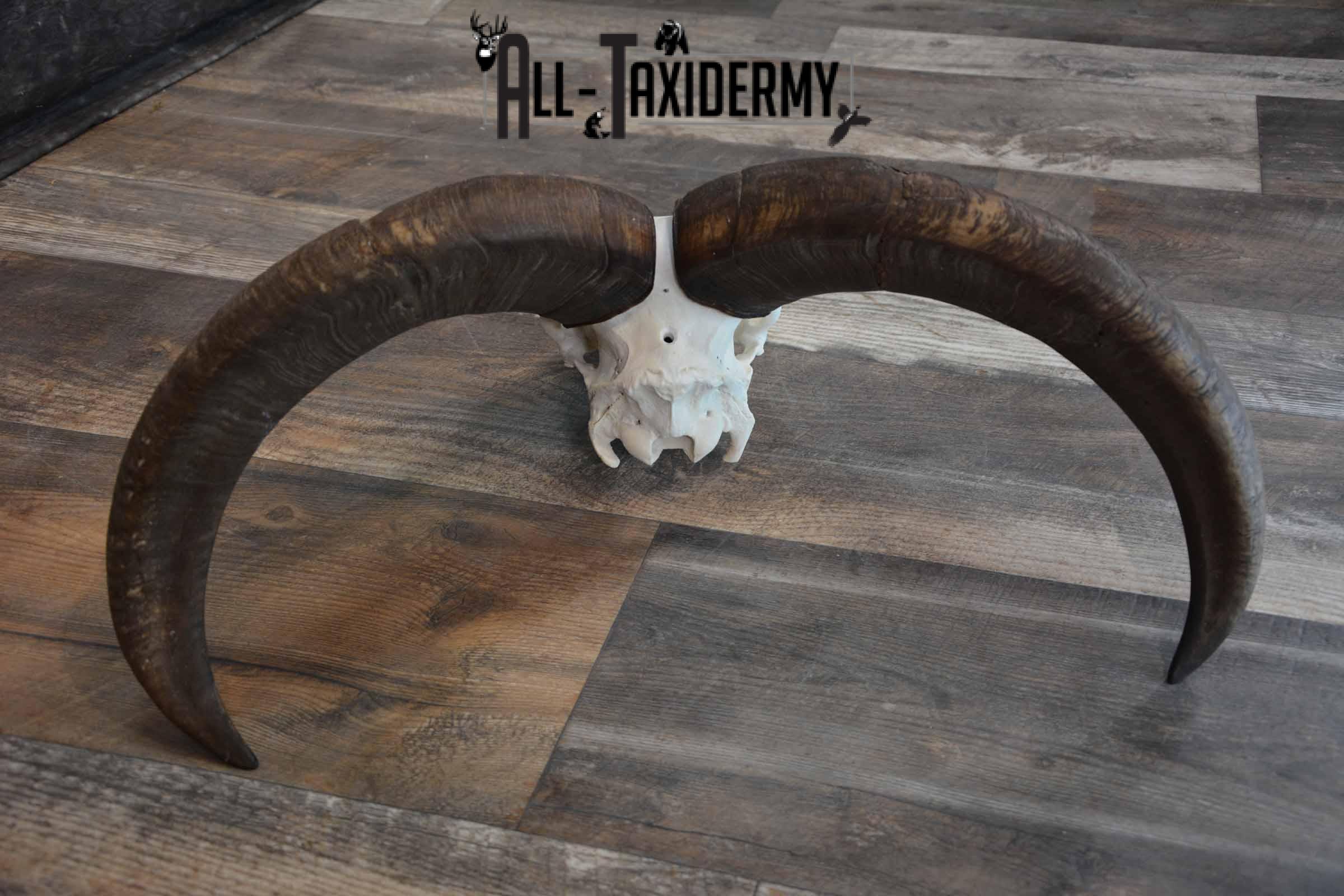Huge Aoudad Skull for Sale SKU 1279 - Image 3