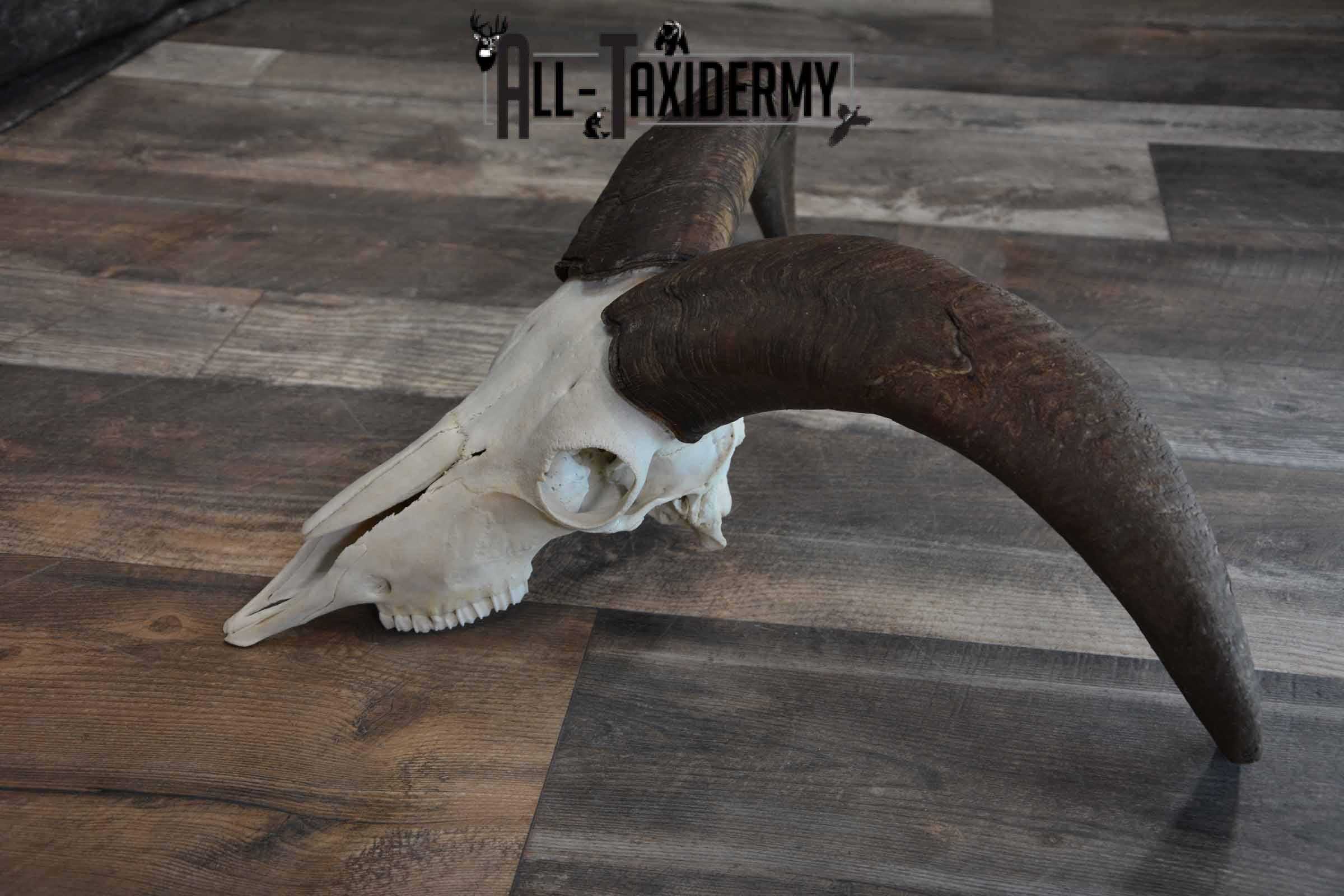 Huge Aoudad Skull for Sale SKU 1279 - Image 4
