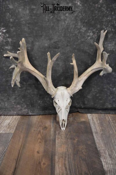 Whitetail Deer 24 point European Skull for Sale SKU 1281