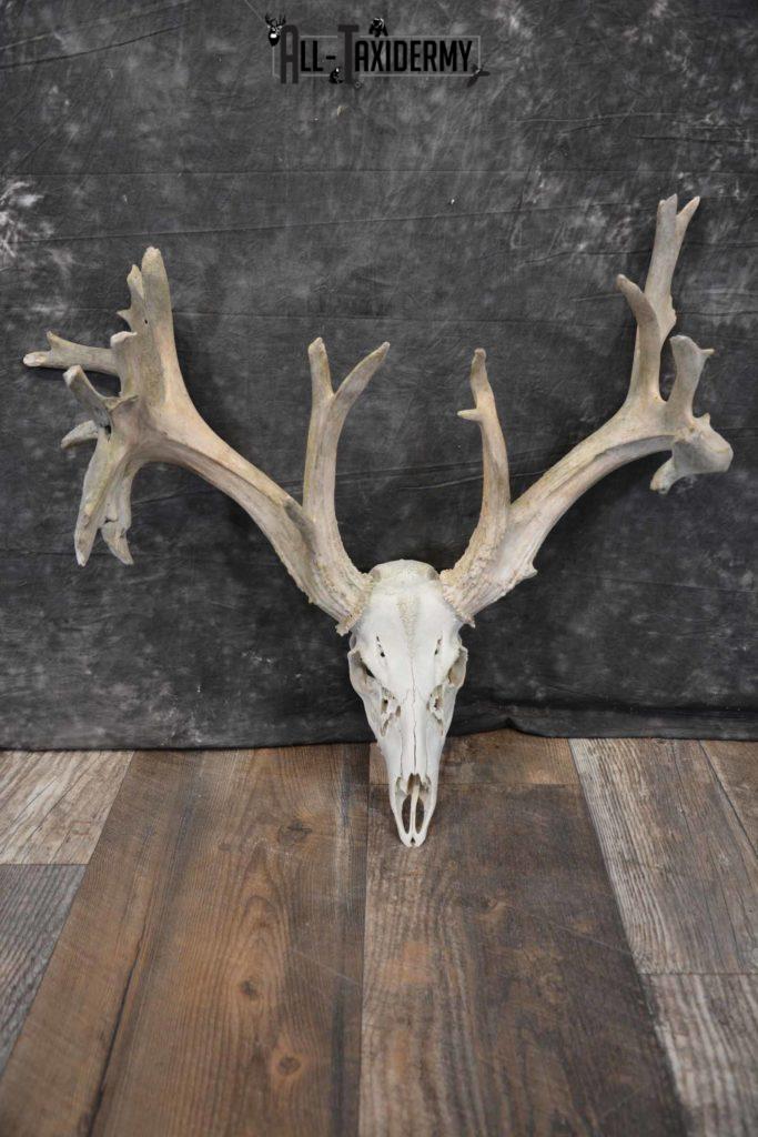 Whitetail Deer 24 point European Skull for Sale SKU 1281 - All Taxidermy