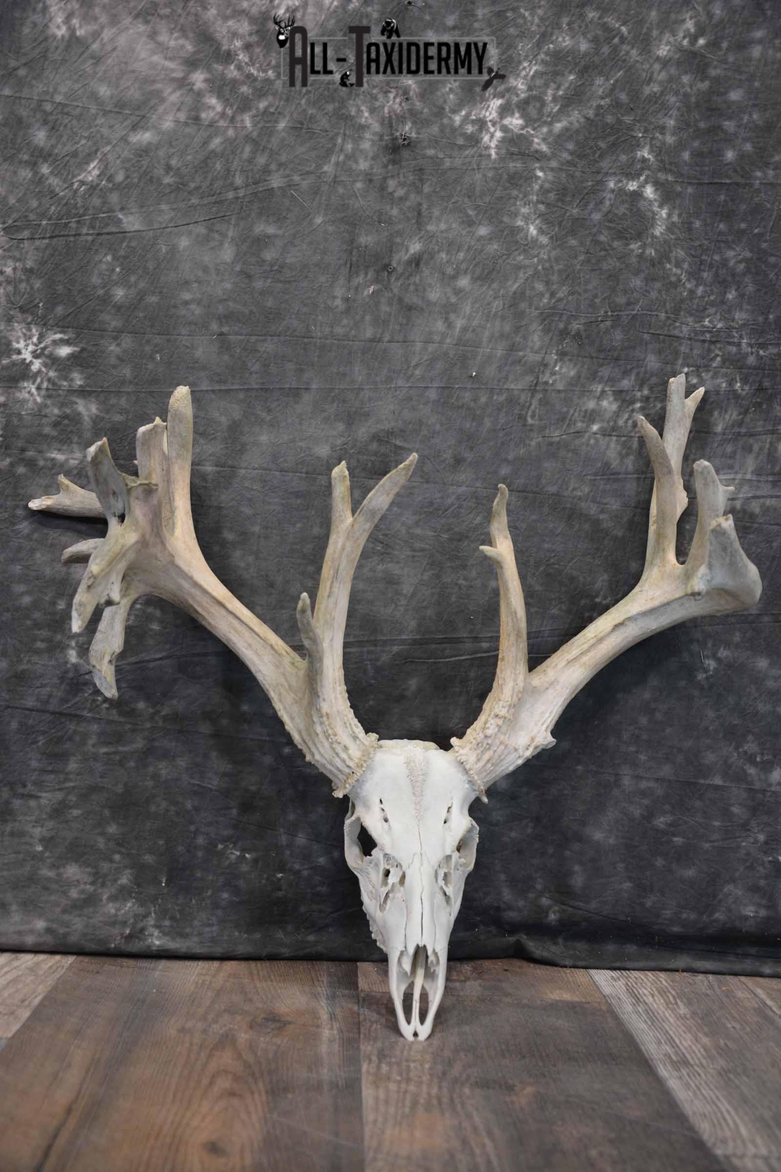 Whitetail Deer 24 point European Skull for Sale SKU 1281 - Image 3