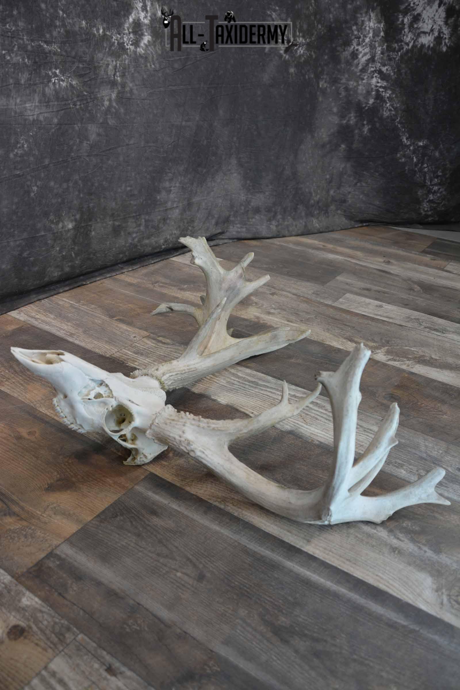 Whitetail Deer 24 point European Skull for Sale SKU 1281 - Image 4