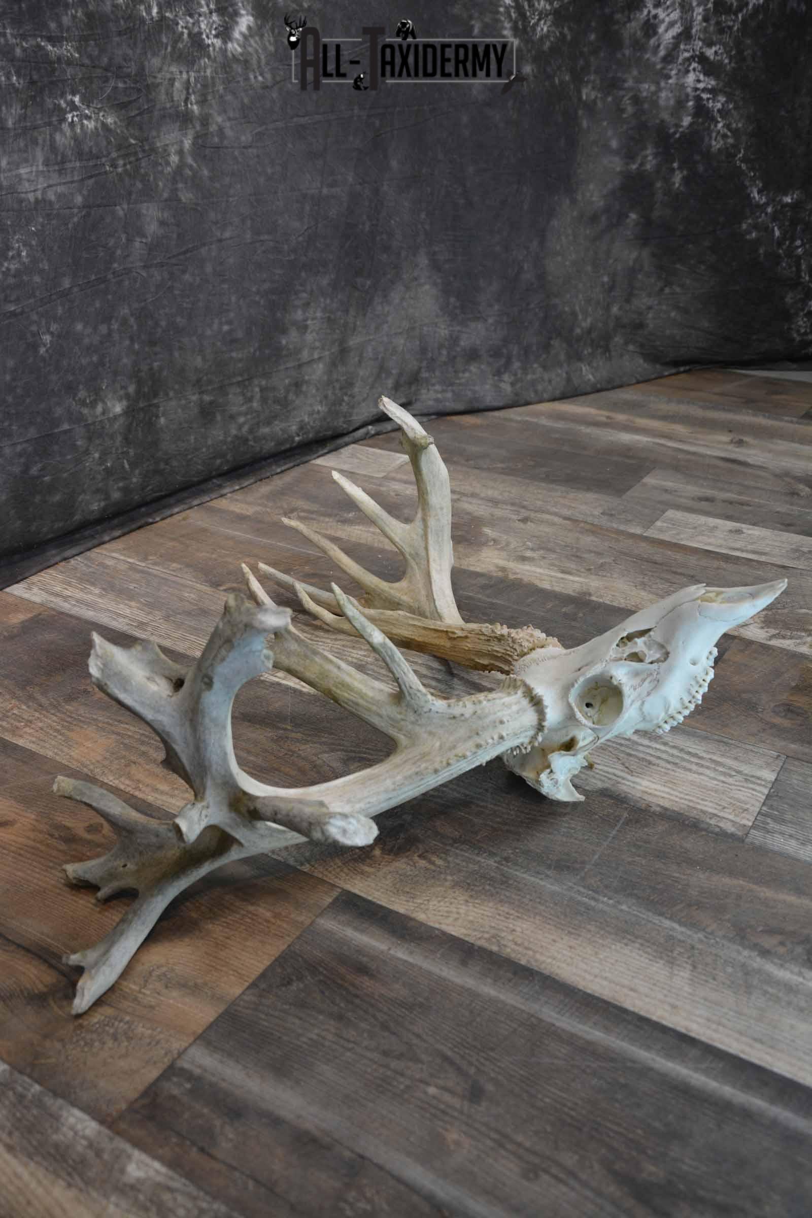 Whitetail Deer 24 point European Skull for Sale SKU 1281 - Image 5