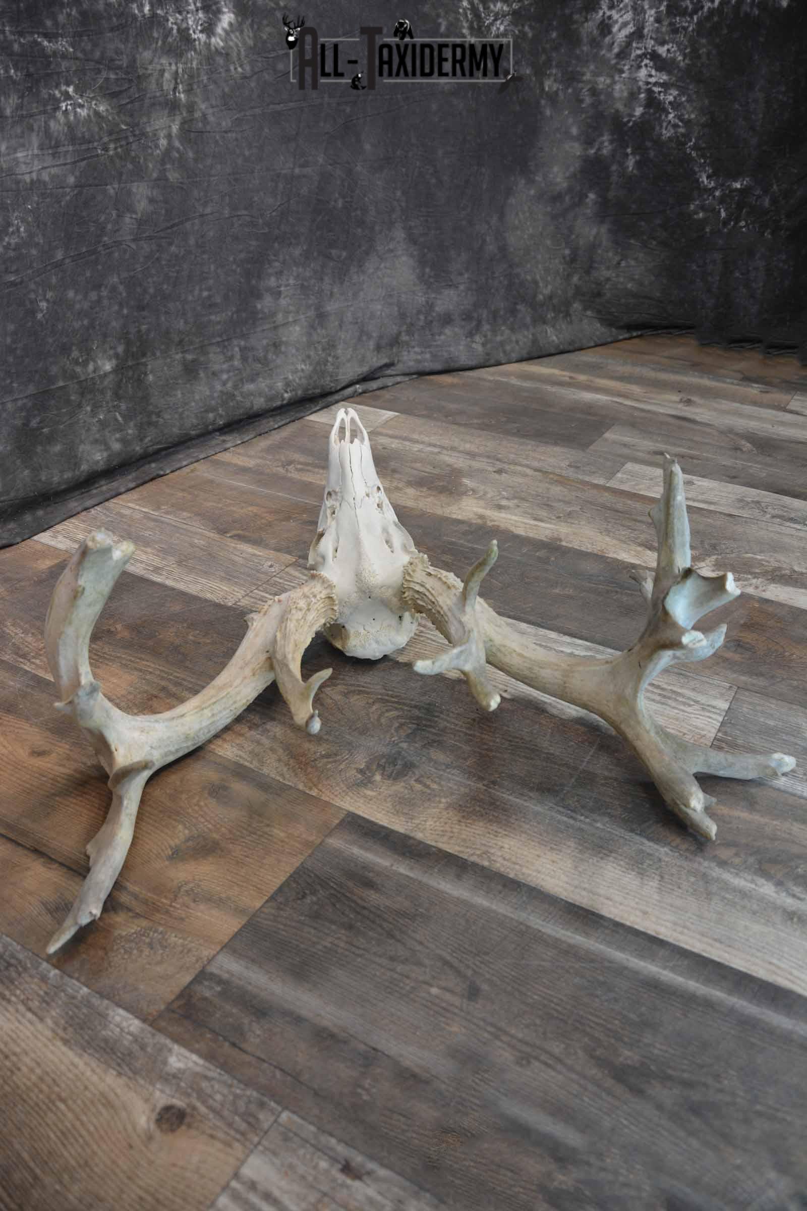 Whitetail Deer 24 point European Skull for Sale SKU 1281 - Image 2