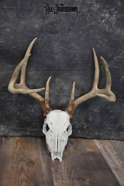 8 Point Whitetail Deer Skull SKU 1278