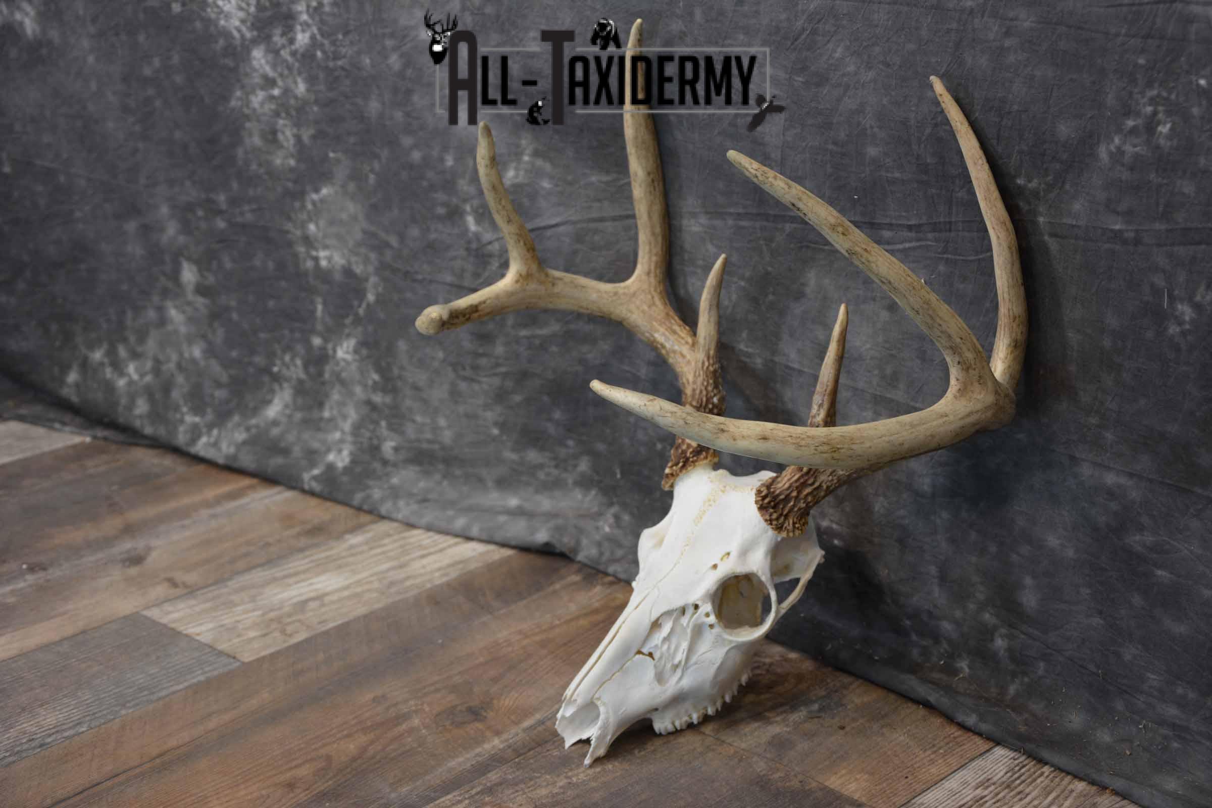 8 Point Whitetail Deer Skull SKU 1278 - Image 3