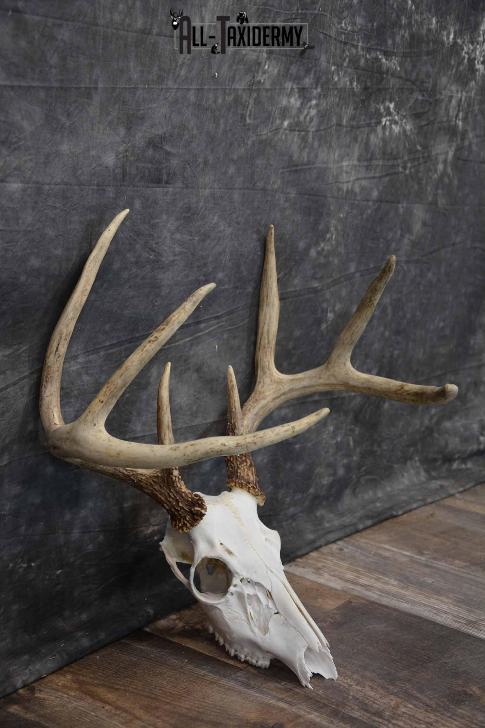 8 Point Whitetail Deer Skull SKU 1278 - Image 5