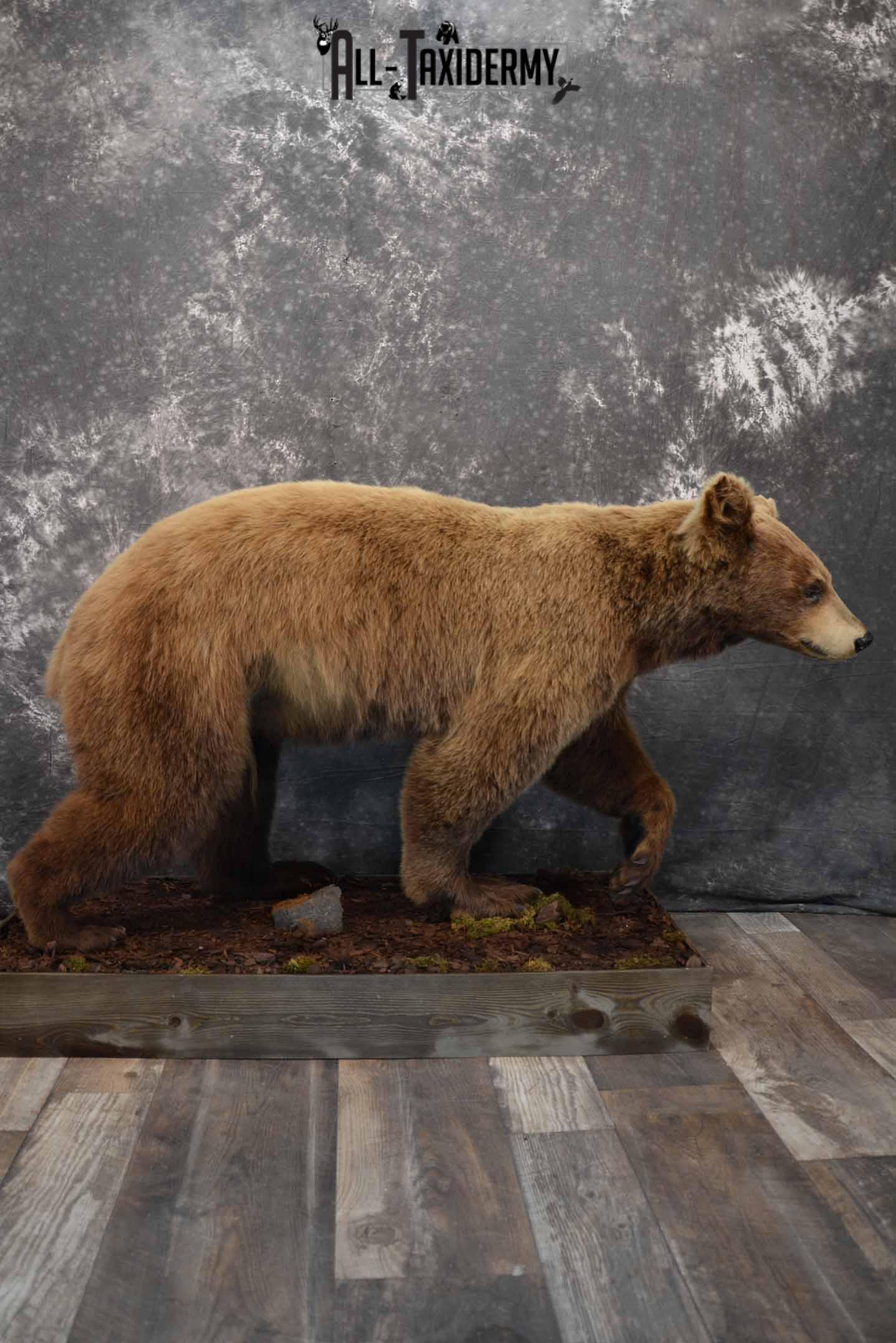 black bear taxidermy mounts