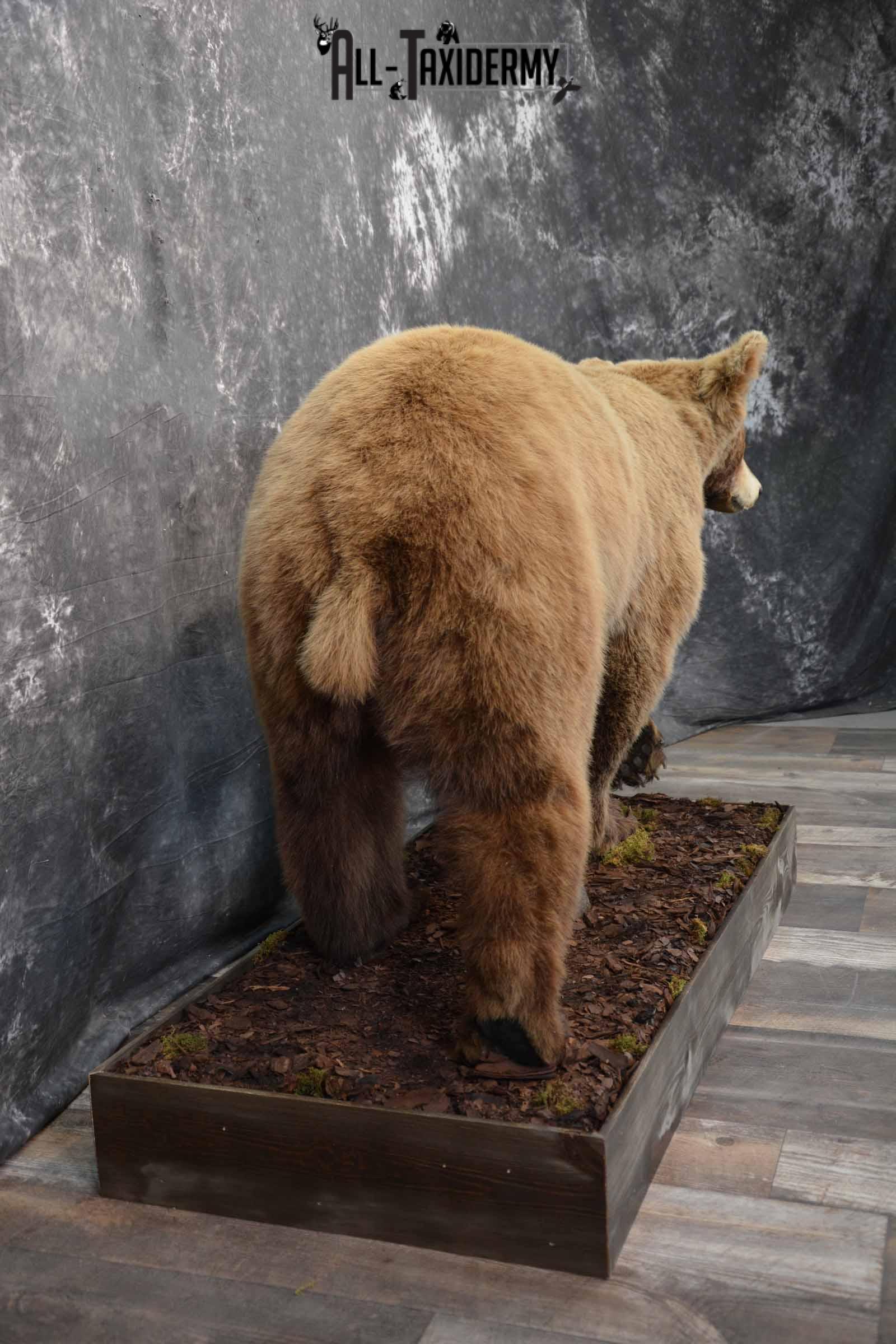 bear taxidermy mounts