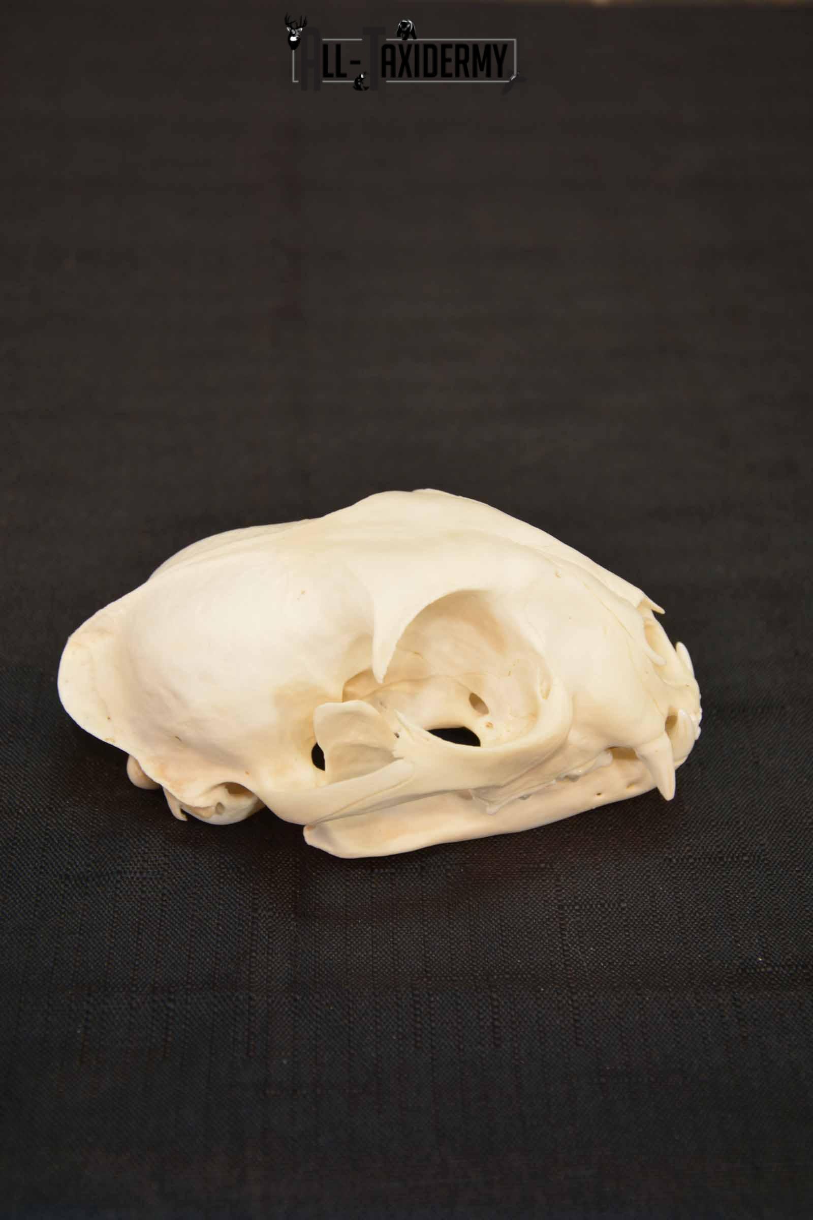 Bobcat Lynx skull set for sale SKU 1368 - Image 2