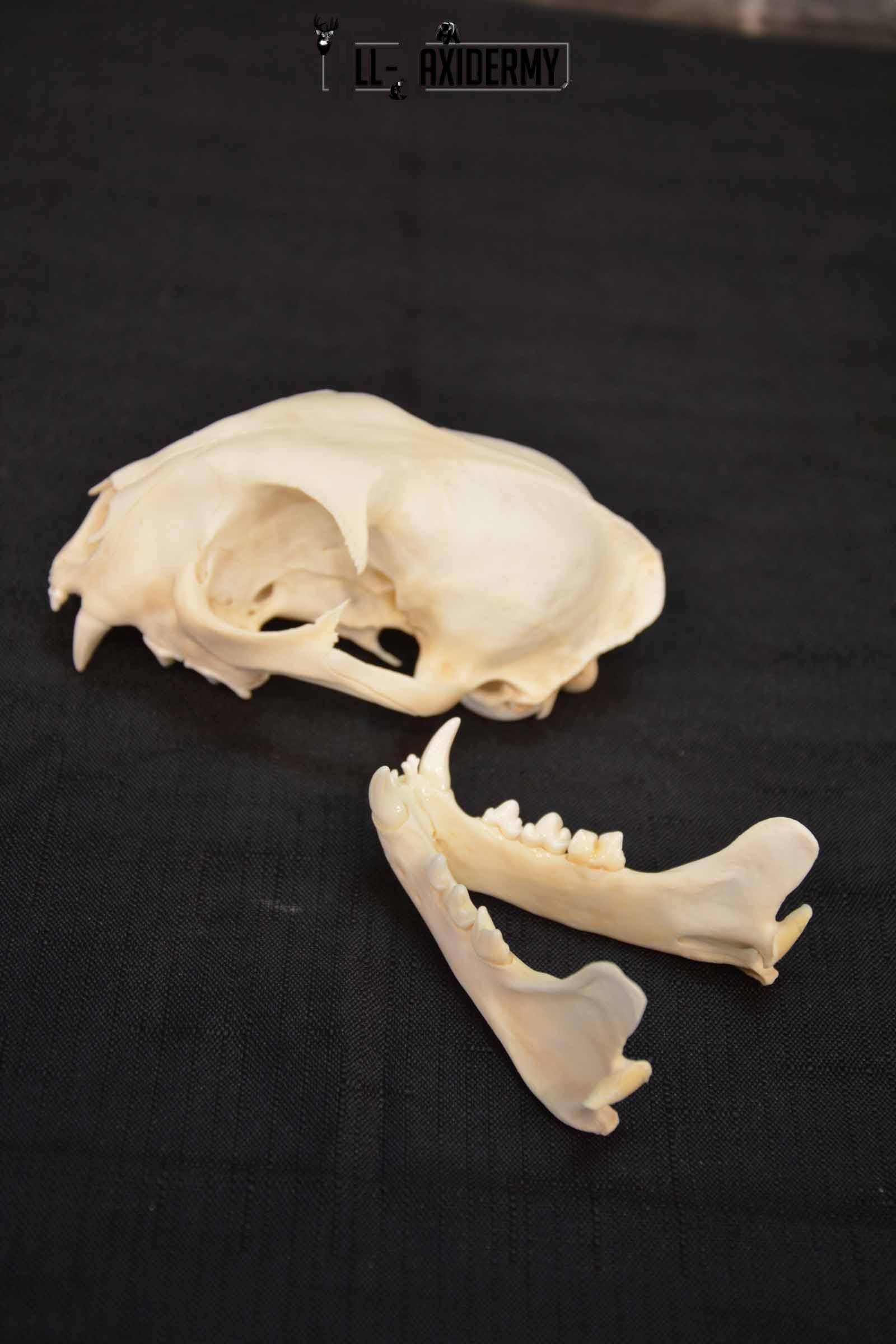 Bobcat Lynx skull set for sale SKU 1368 - Image 5