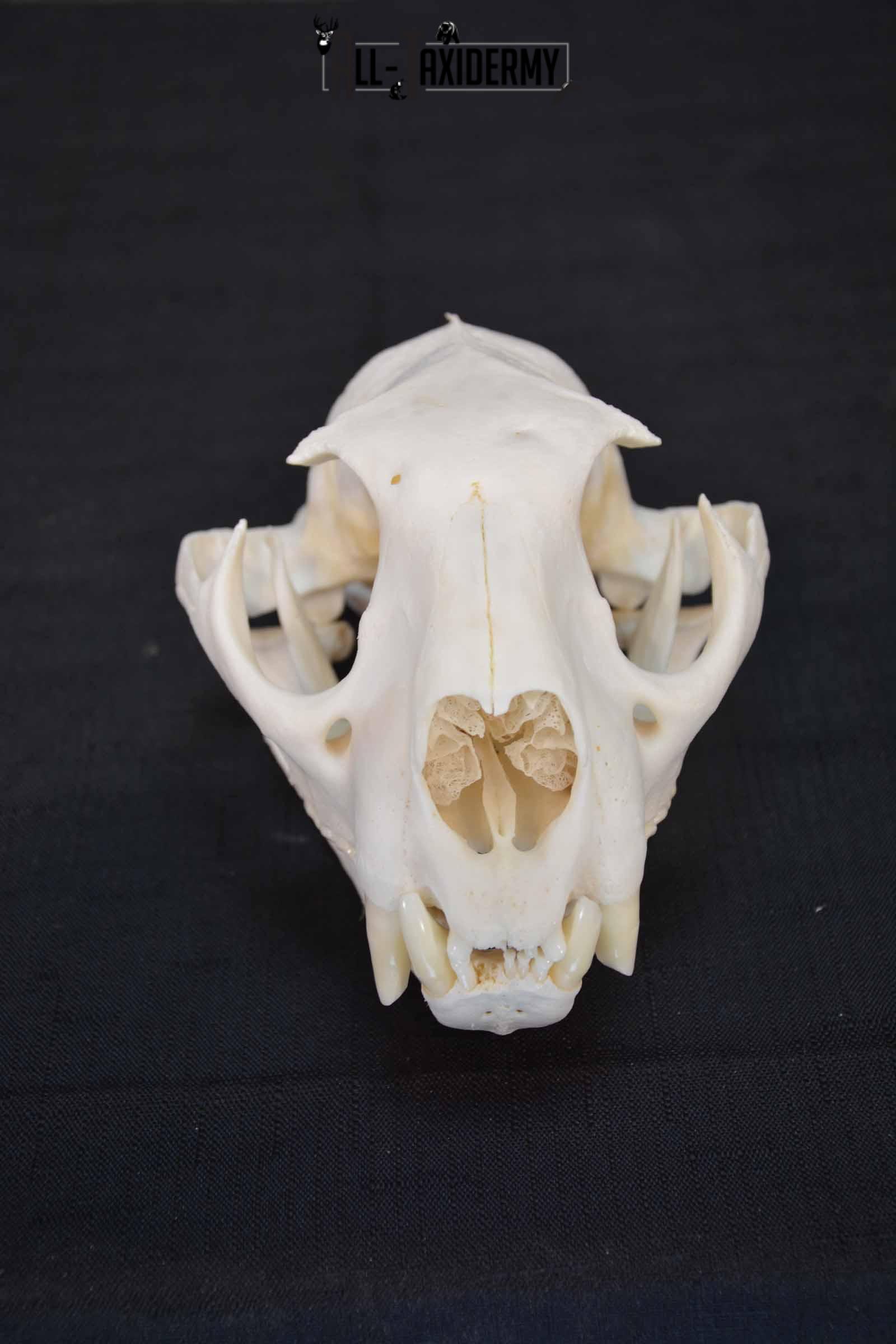 Cougar Mountain Lion skull set for sale SKU 1366 - Image 2