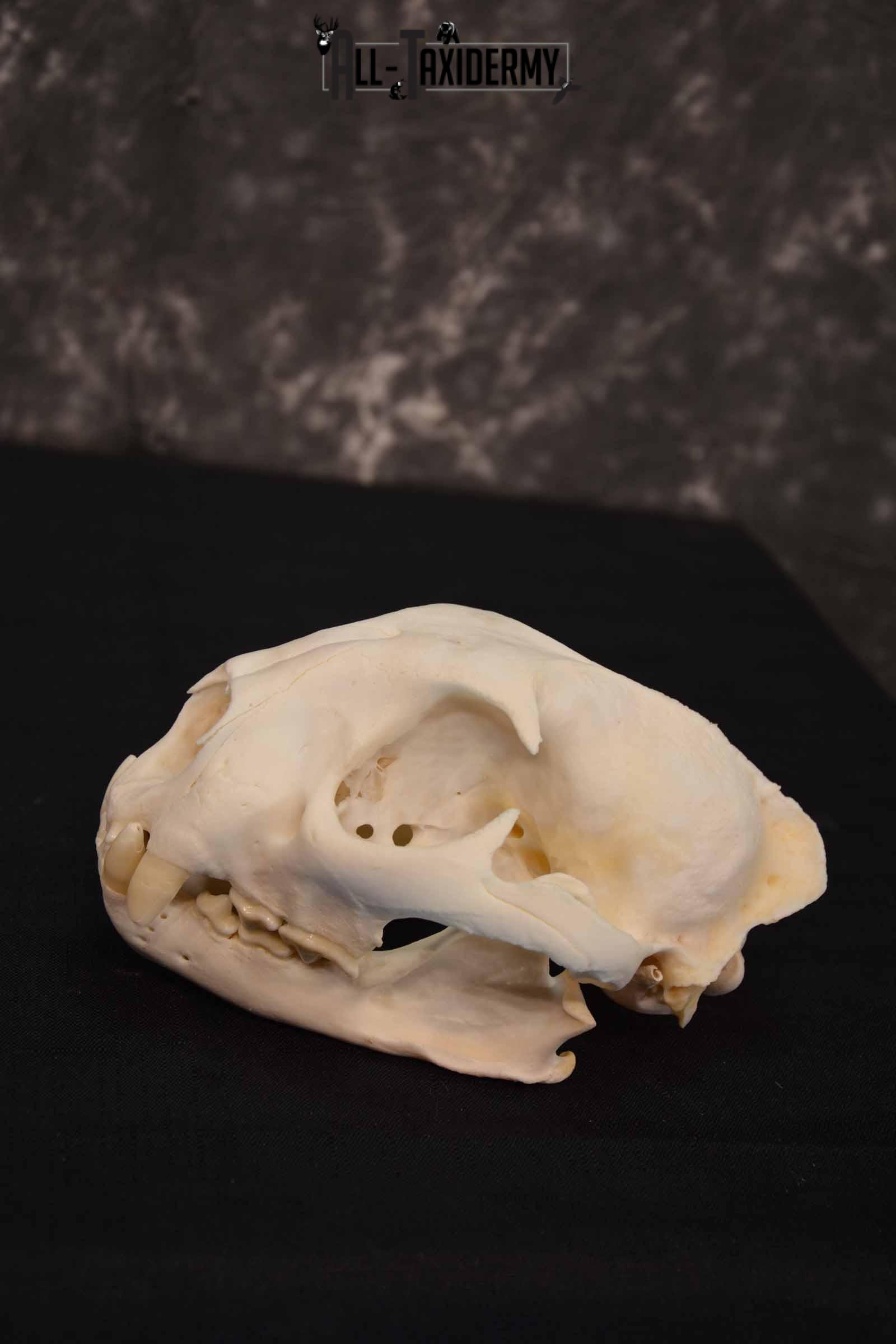 Cougar Mountain Lion skull set for sale SKU 1366 - Image 3