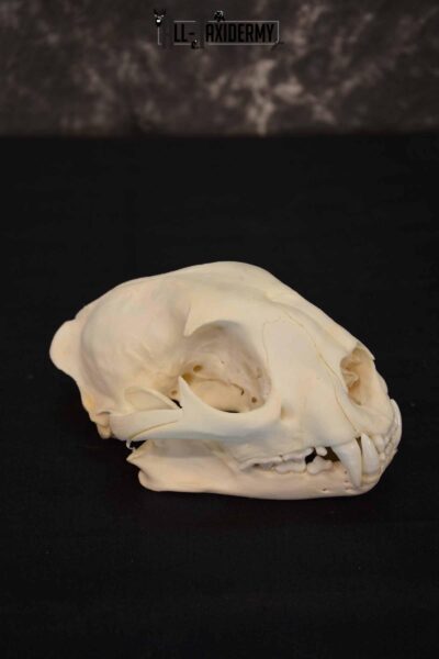 Cougar Mountain Lion skull set for sale SKU 1365