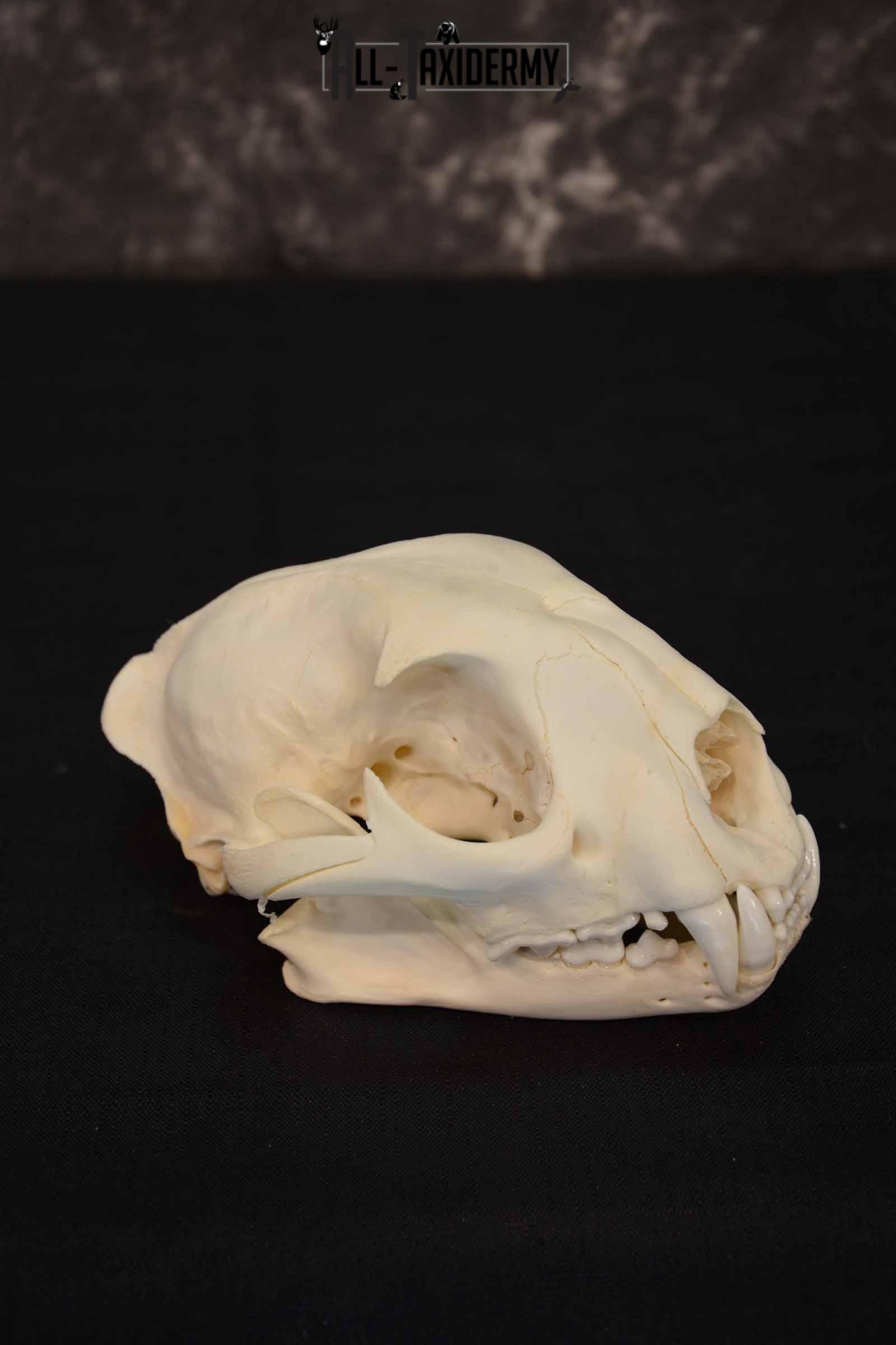 Cougar Mountain Lion skull set for sale SKU 1365