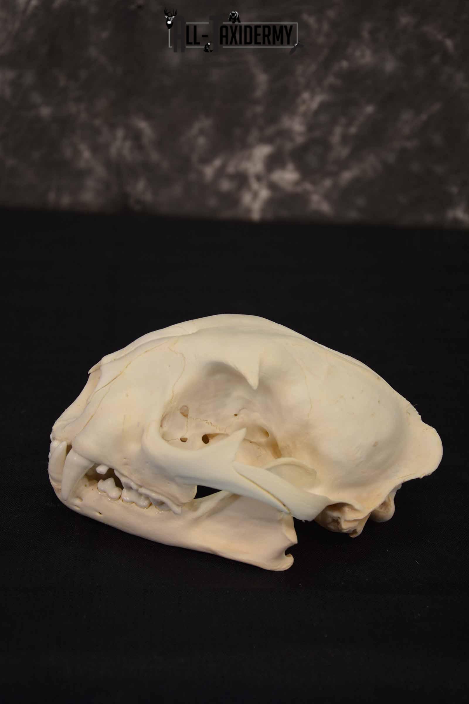 Cougar Mountain Lion skull set for sale SKU 1365 - Image 3