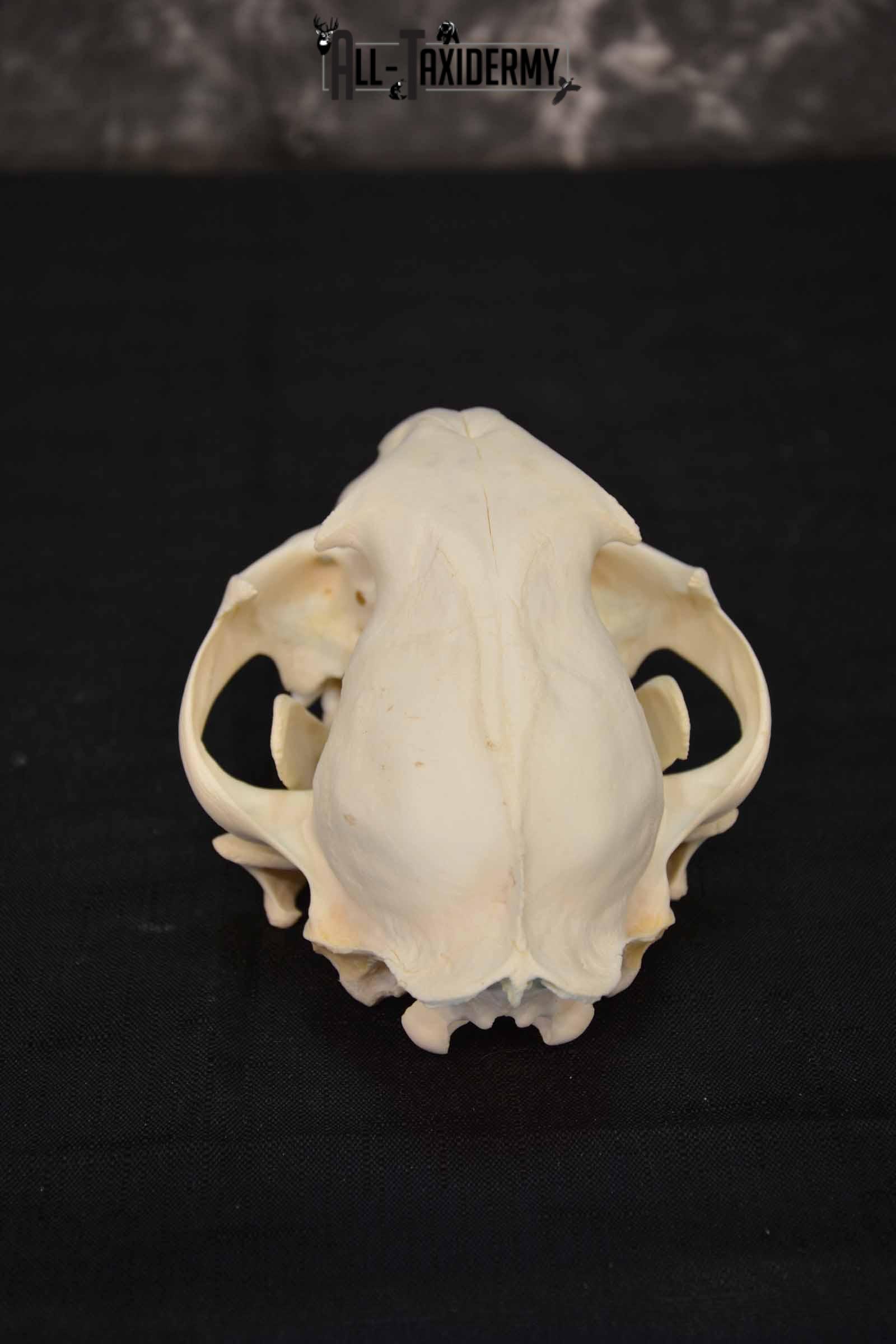 Cougar Mountain Lion skull set for sale SKU 1365 - Image 4
