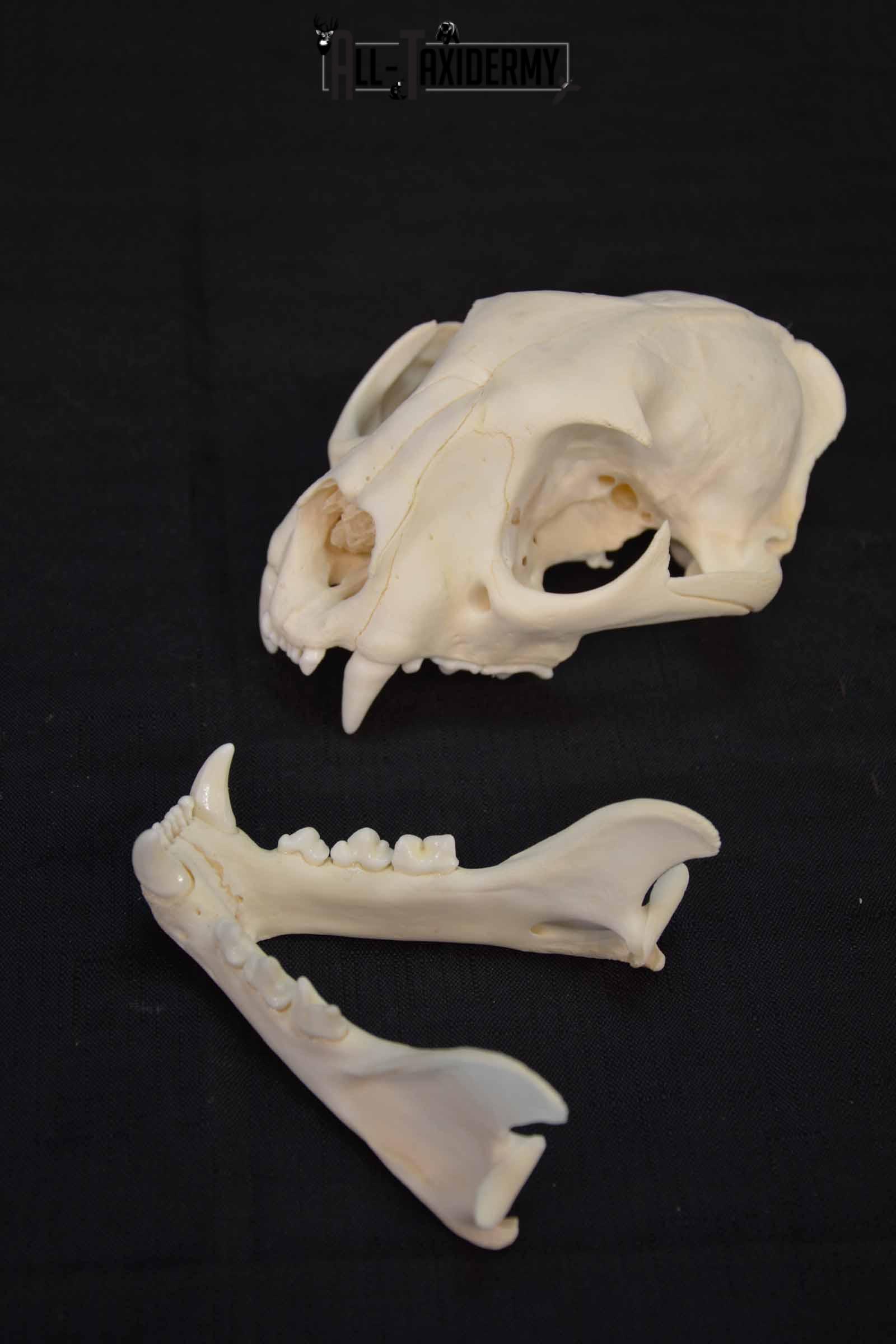 Cougar Mountain Lion skull set for sale SKU 1365 - Image 5