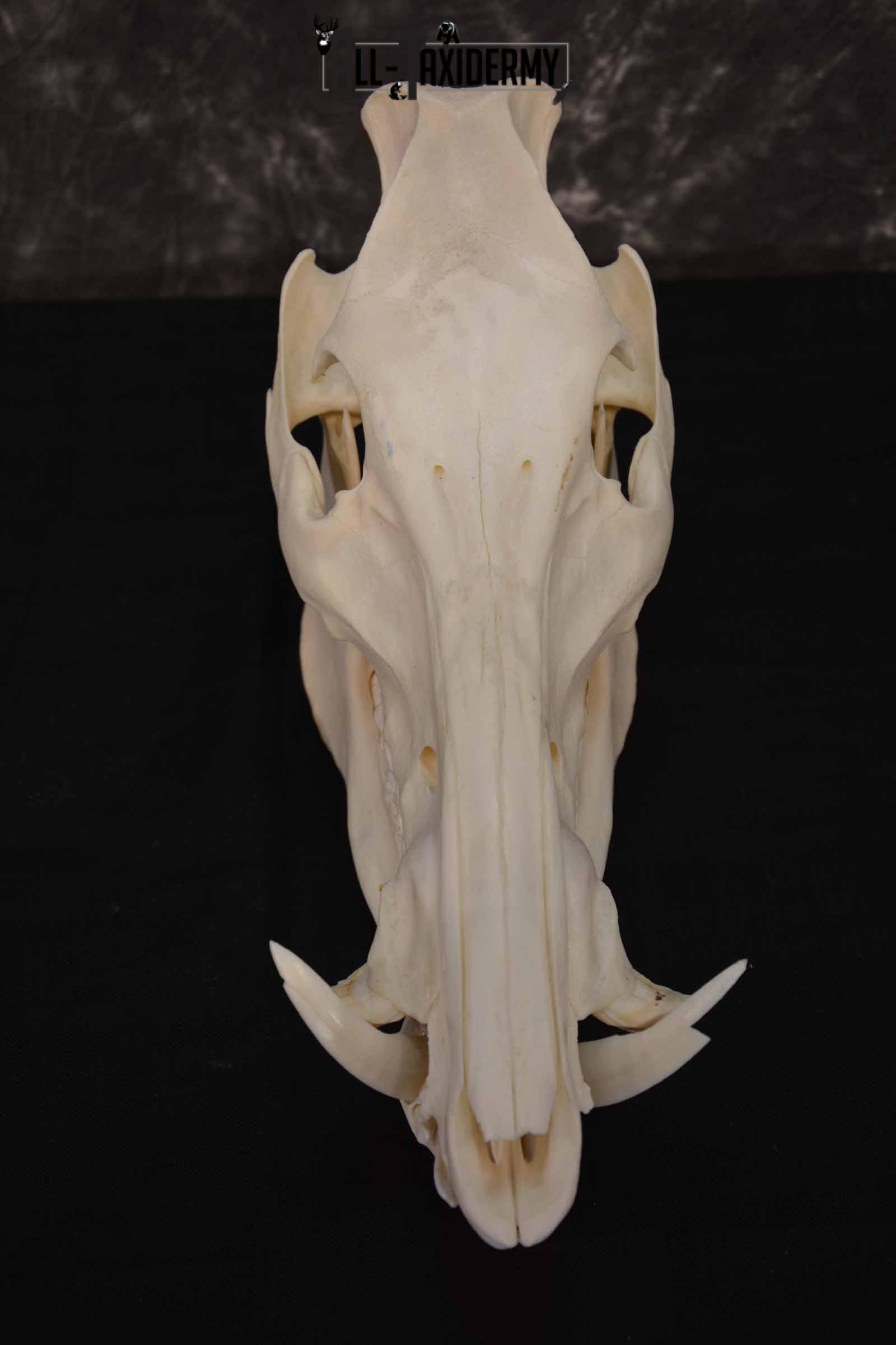 Russian Boar skull set for sale SKU 1364 - Image 2