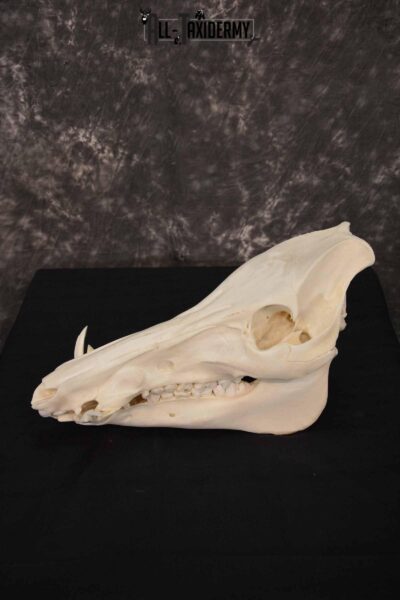 Russian Boar skull set for sale SKU 1364
