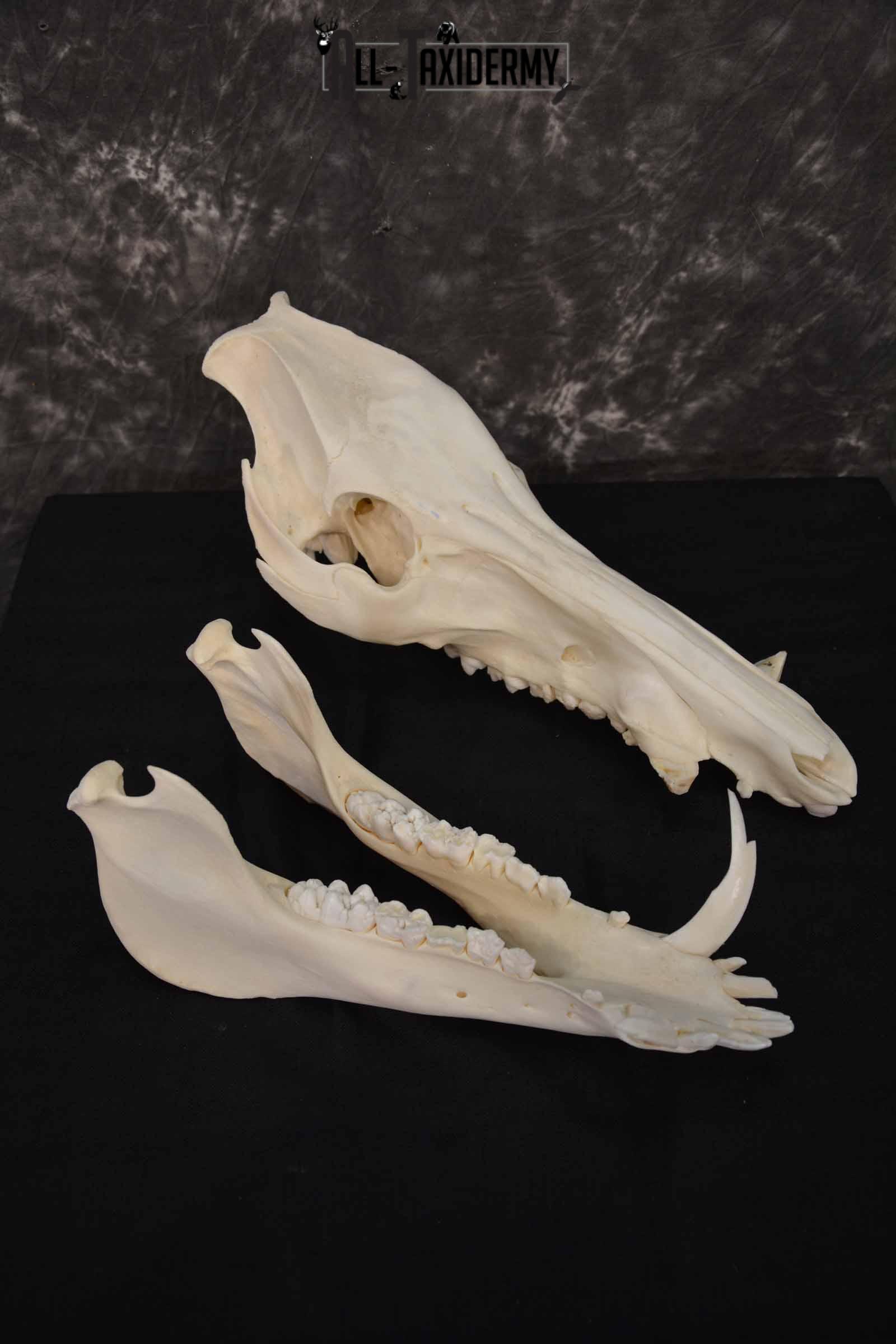 Russian Boar skull set for sale SKU 1364 - Image 4