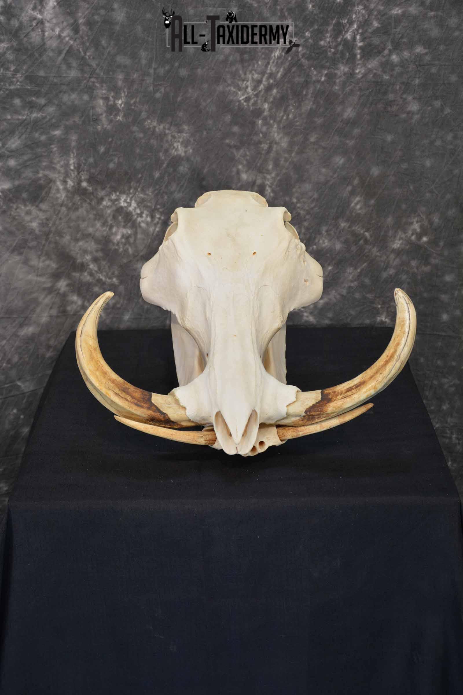 African Warthog skull set for sale SKU 1363