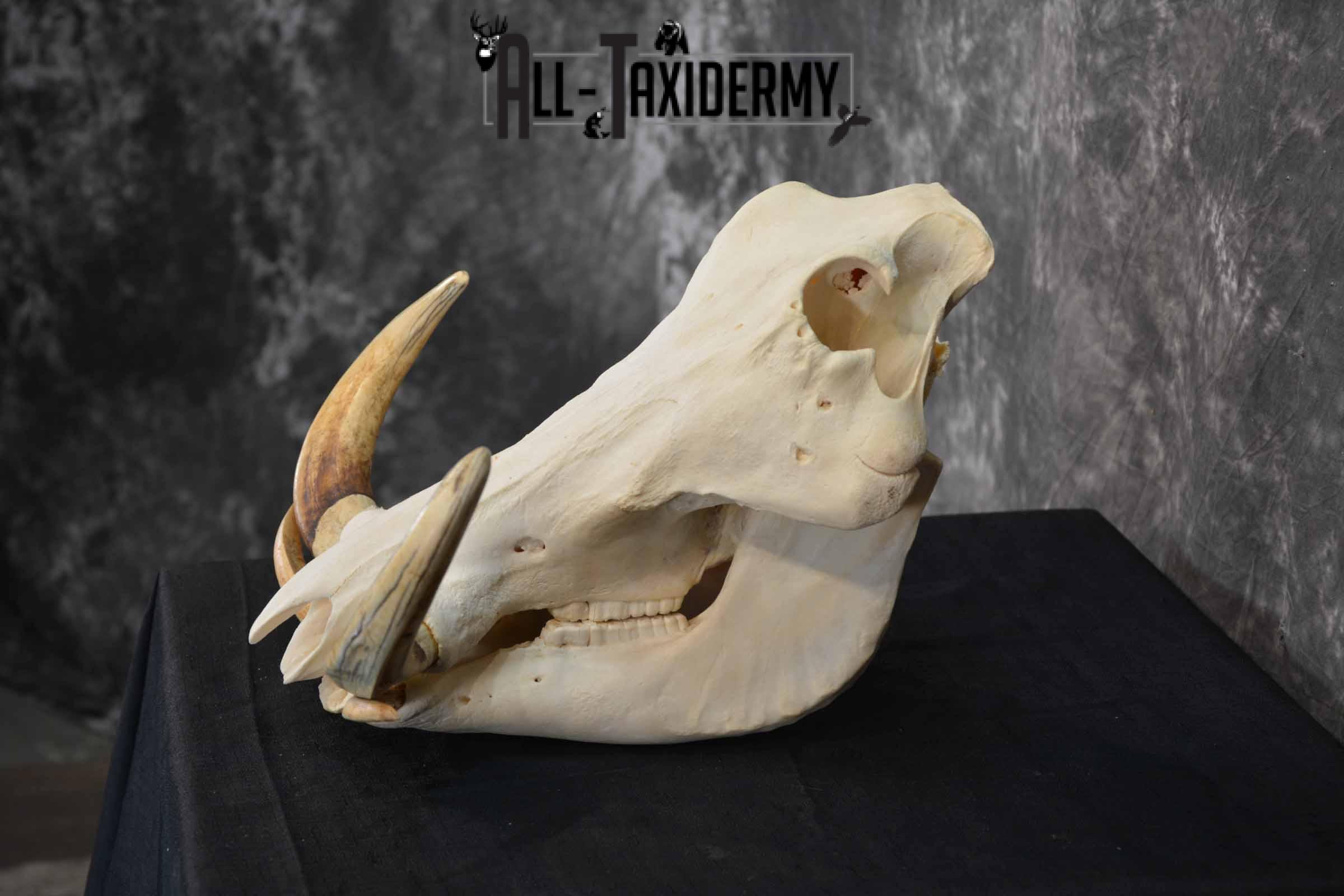 African Warthog skull set for sale SKU 1363 - Image 5