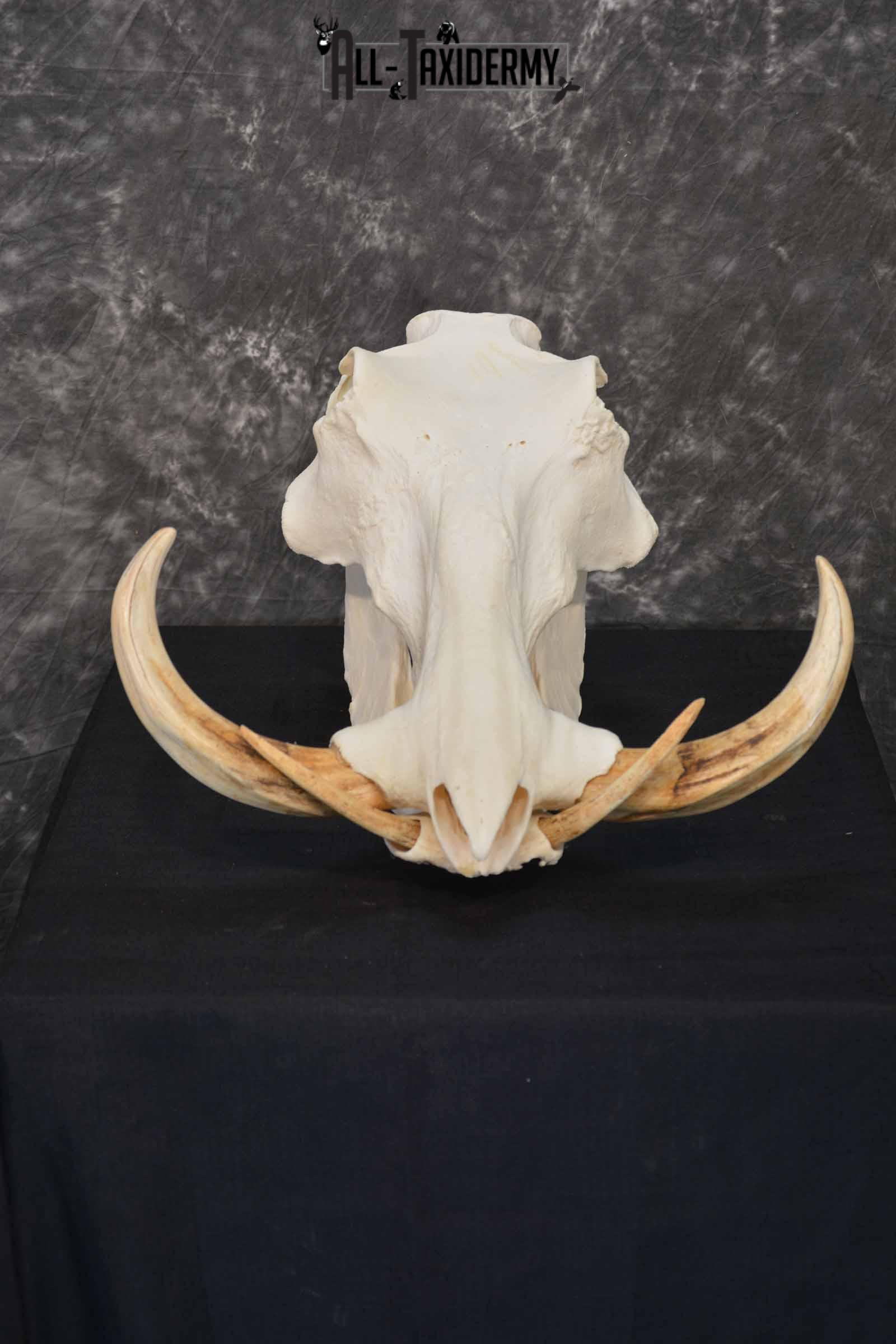 African Warthog skull set for sale SKU 1362