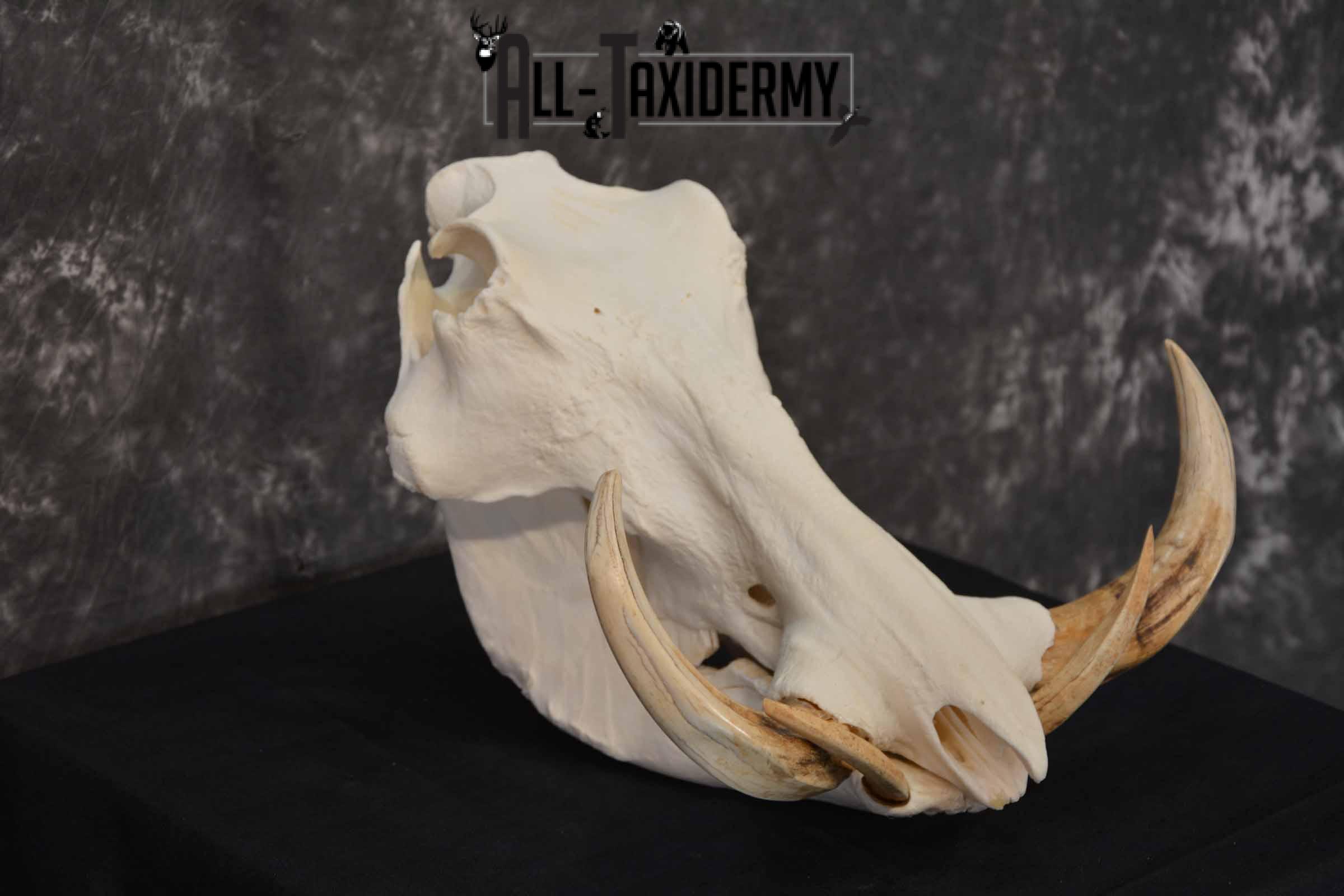 African Warthog skull set for sale SKU 1362 - Image 4