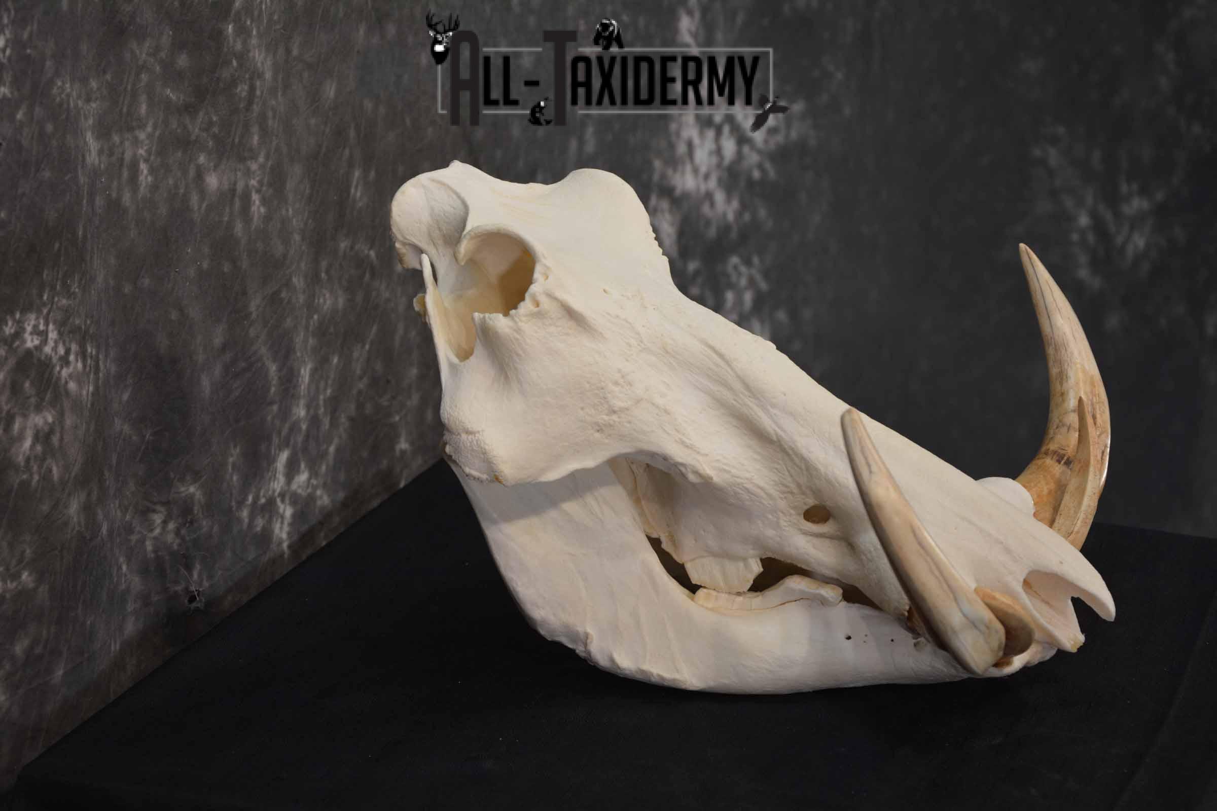 African Warthog skull set for sale SKU 1362 - Image 5