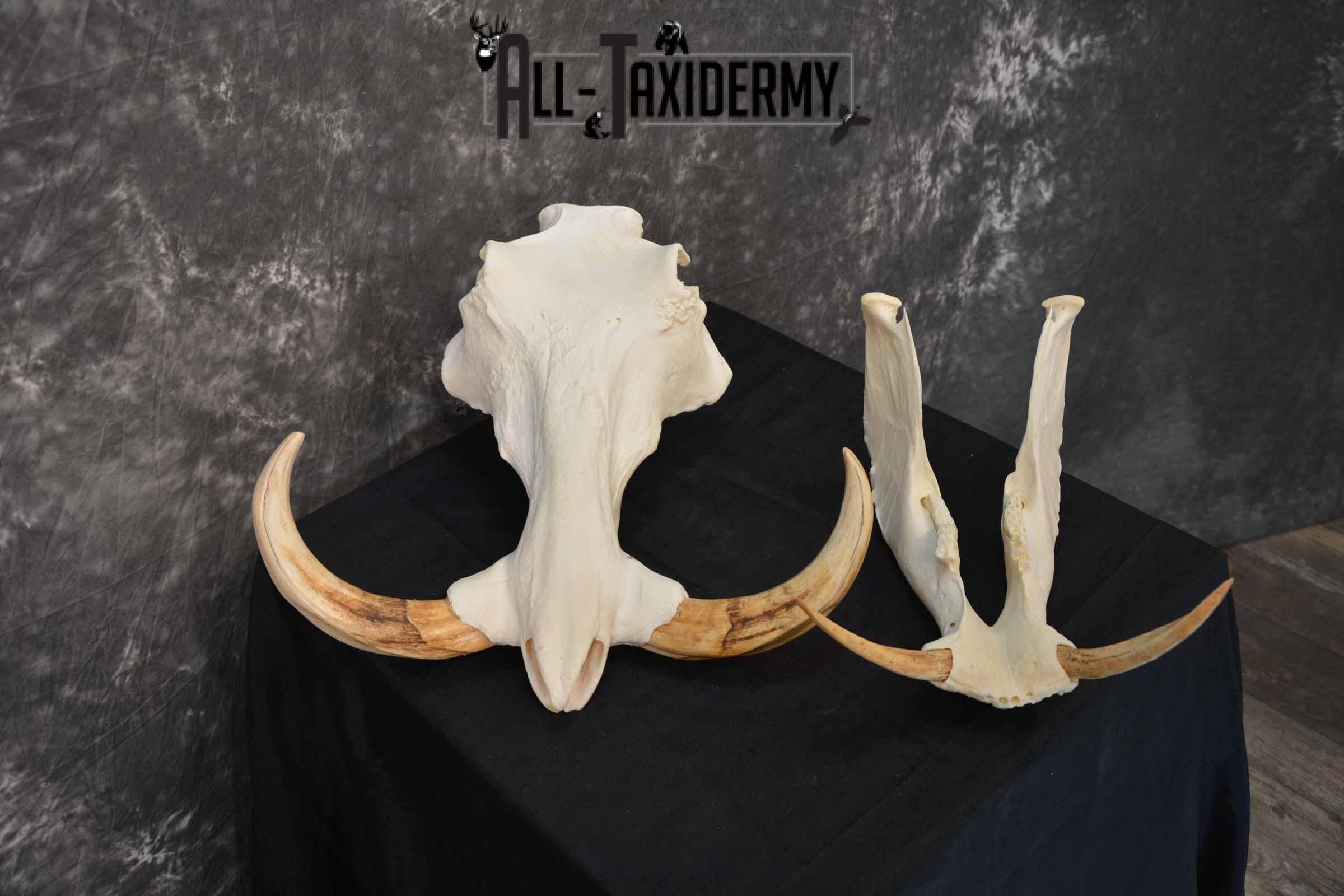 African Warthog skull set for sale SKU 1362 - Image 6