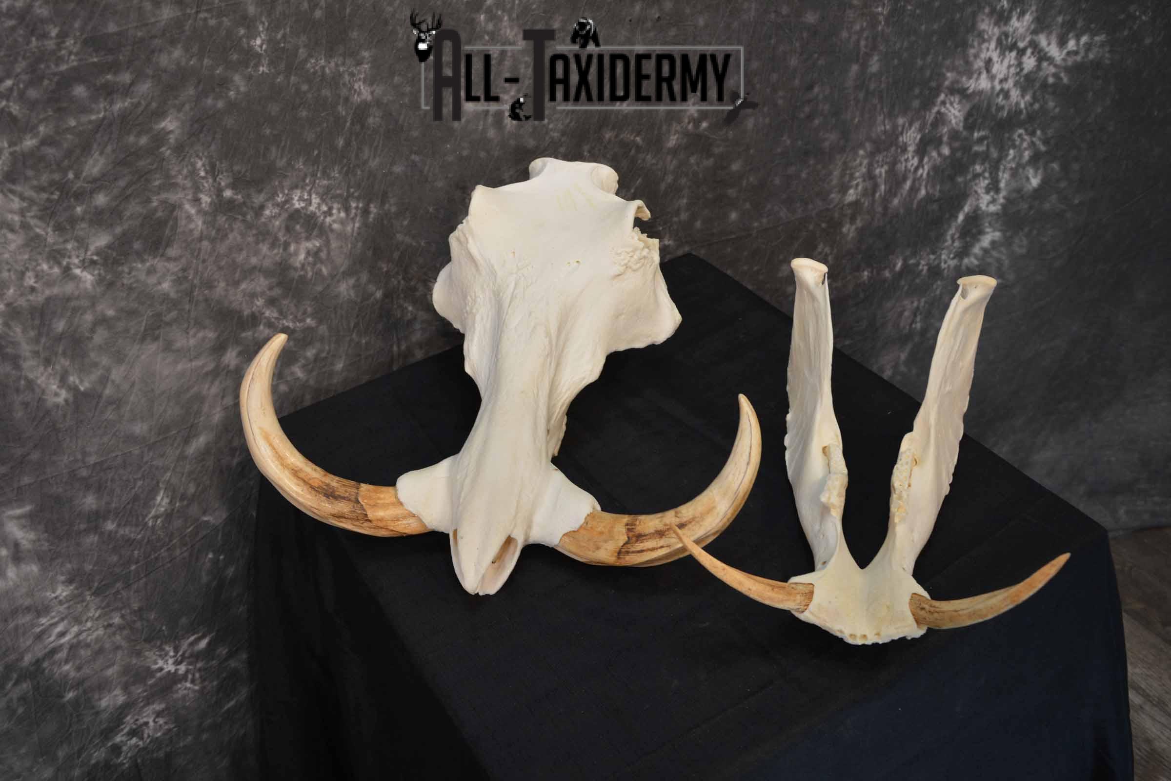 African Warthog skull set for sale SKU 1362 - Image 7