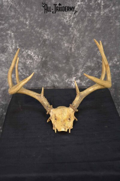 Whitetail Deer skull cap 8 point for sale SKU 1361