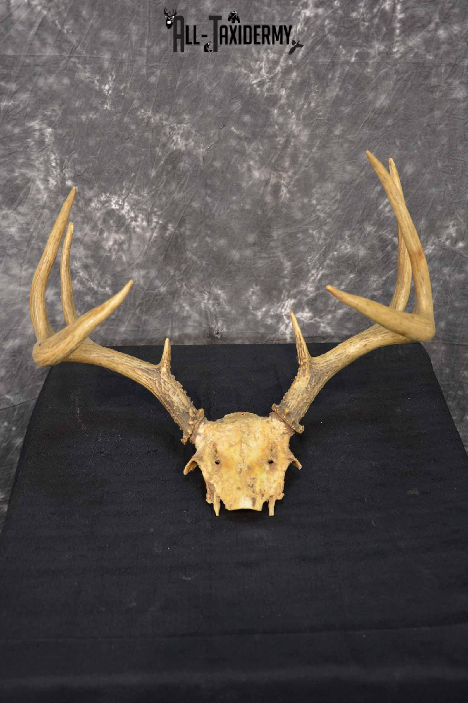 Whitetail Deer skull cap 8 point for sale SKU 1361