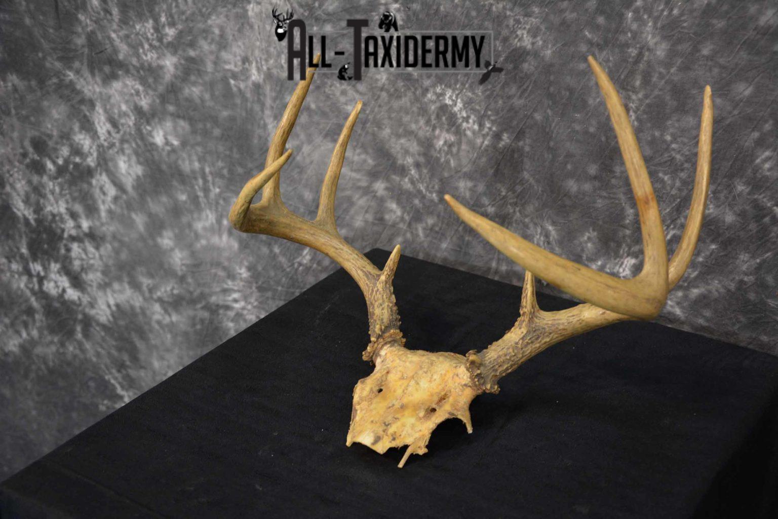 Whitetail Deer skull cap 8 point for sale SKU 1361 All Taxidermy