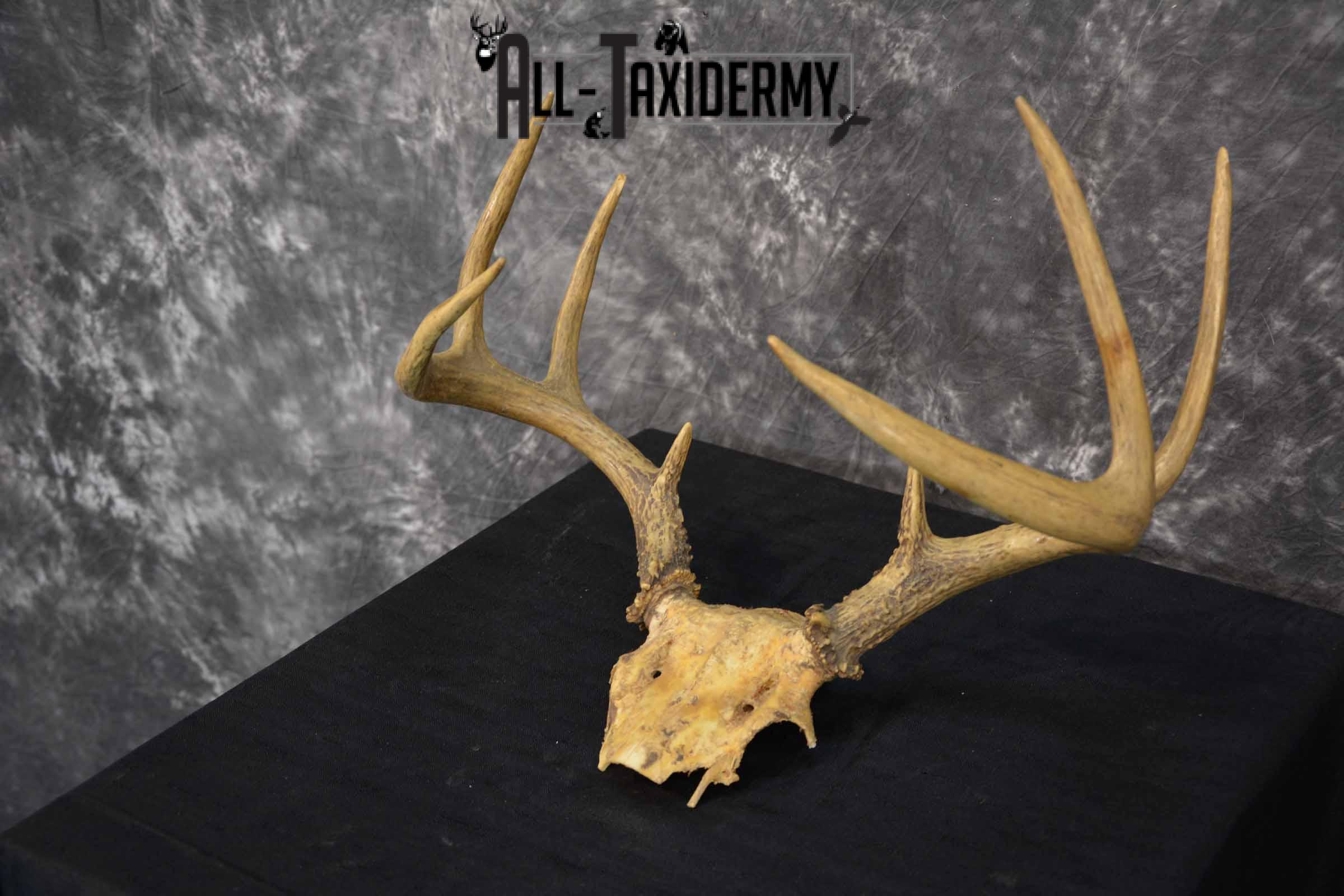 Whitetail Deer skull cap 8 point for sale SKU 1361 - Image 2