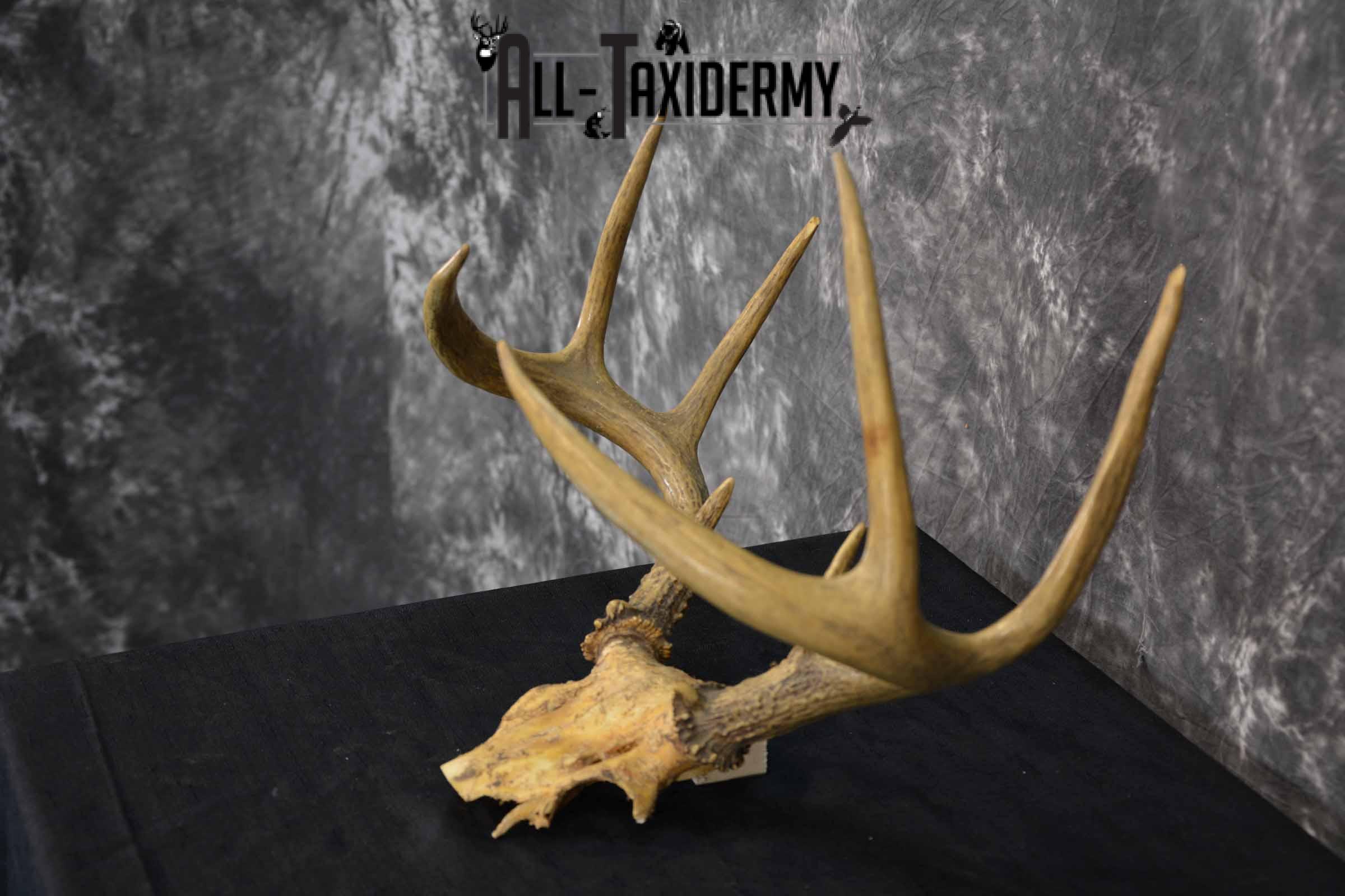 Whitetail Deer skull cap 8 point for sale SKU 1361 - Image 3