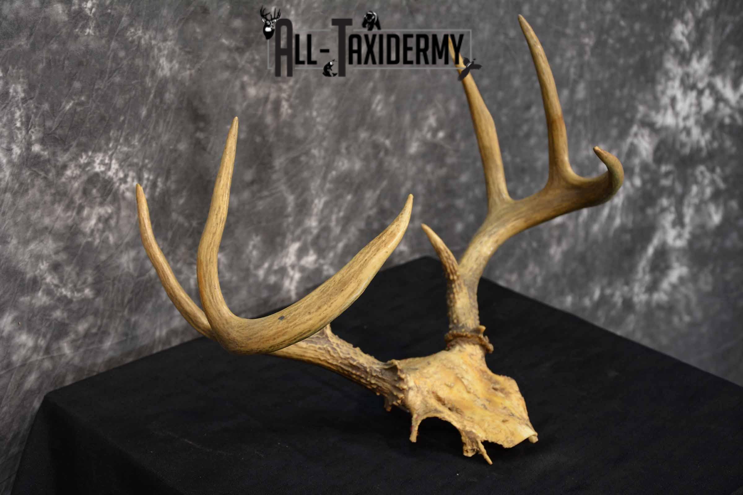 Whitetail Deer skull cap 8 point for sale SKU 1361 - Image 4