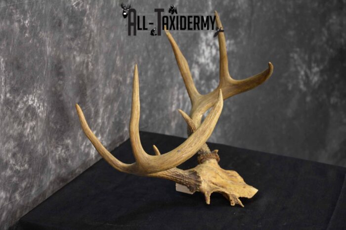 Whitetail Deer skull cap 8 point for sale SKU 1361