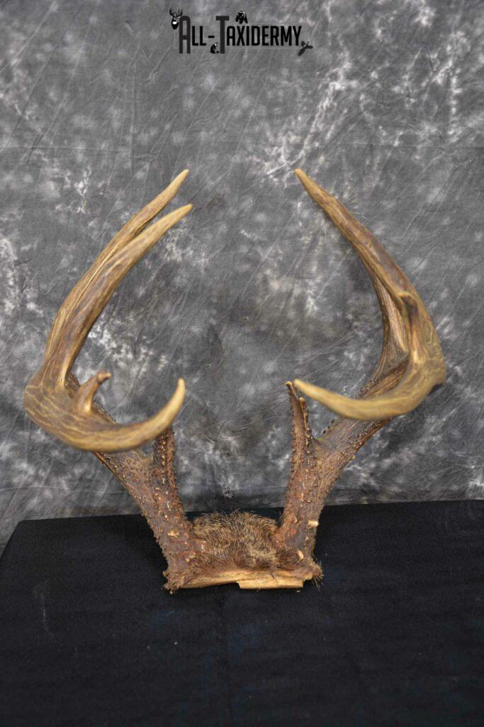 Whitetail Skull cap 10 point buck for sale SKU 1360 All Taxidermy