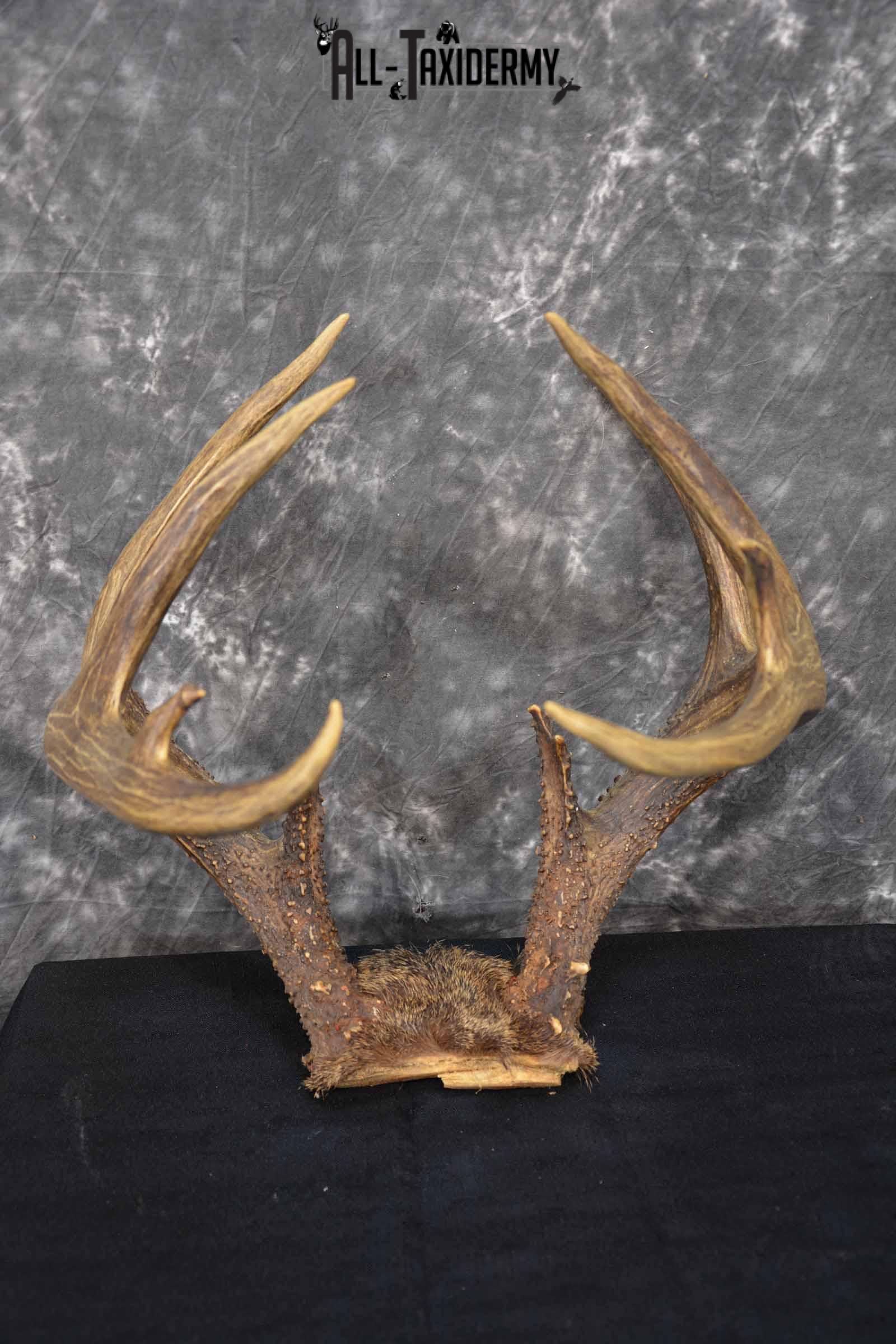 Whitetail Skull cap 10 point buck for sale SKU 1360