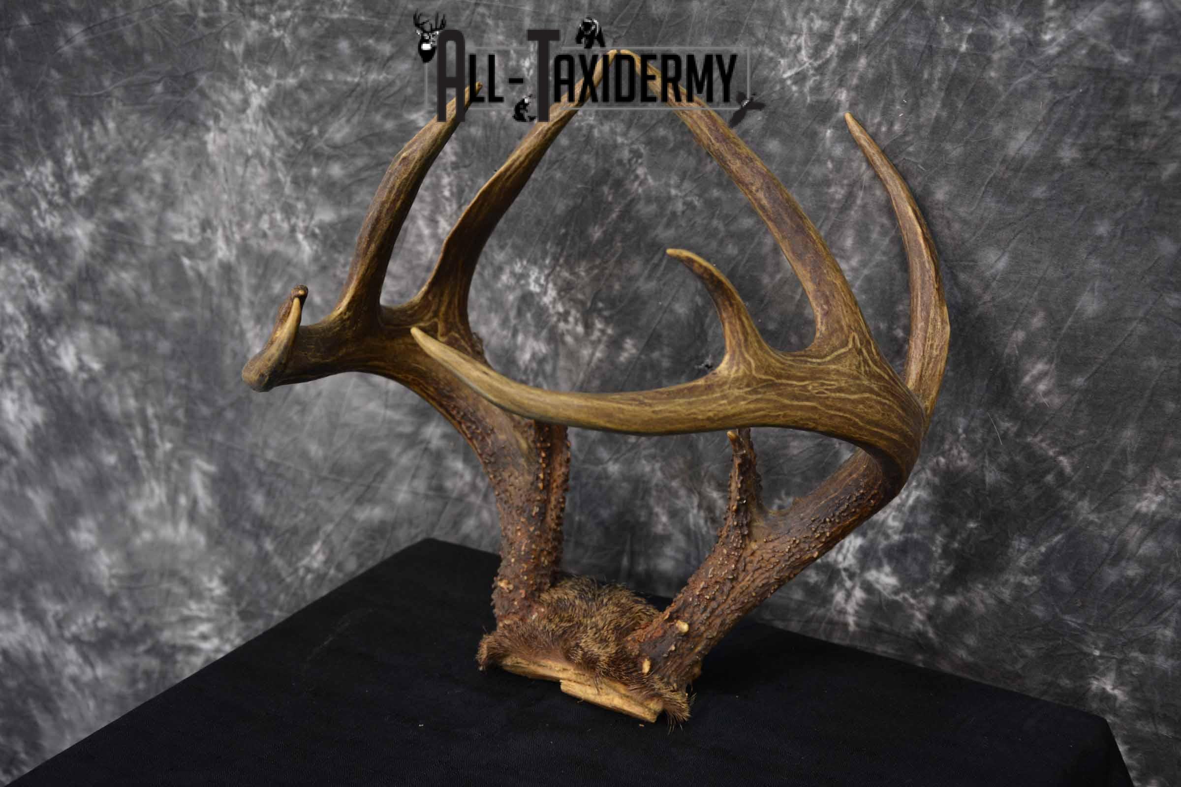 Whitetail Skull cap 10 point buck for sale SKU 1360 - Image 2