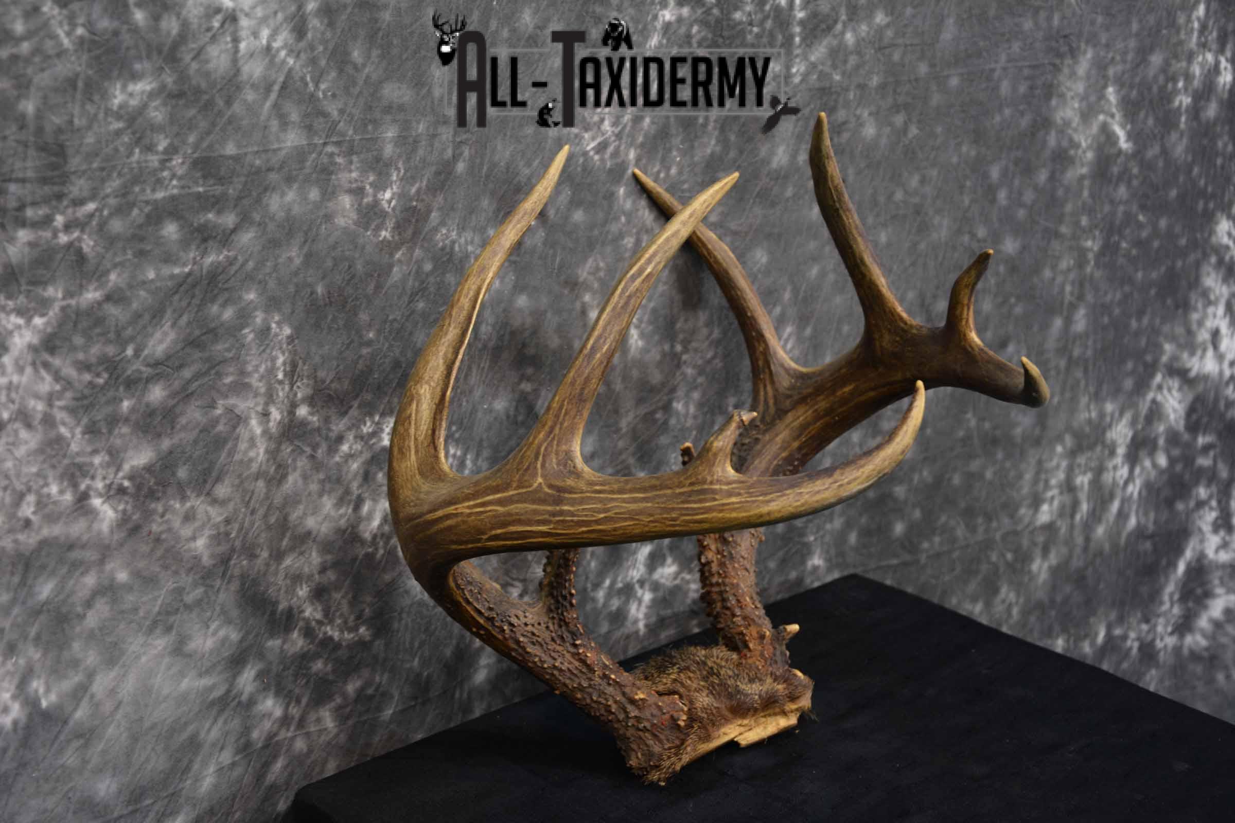 Whitetail Skull cap 10 point buck for sale SKU 1360 - Image 3