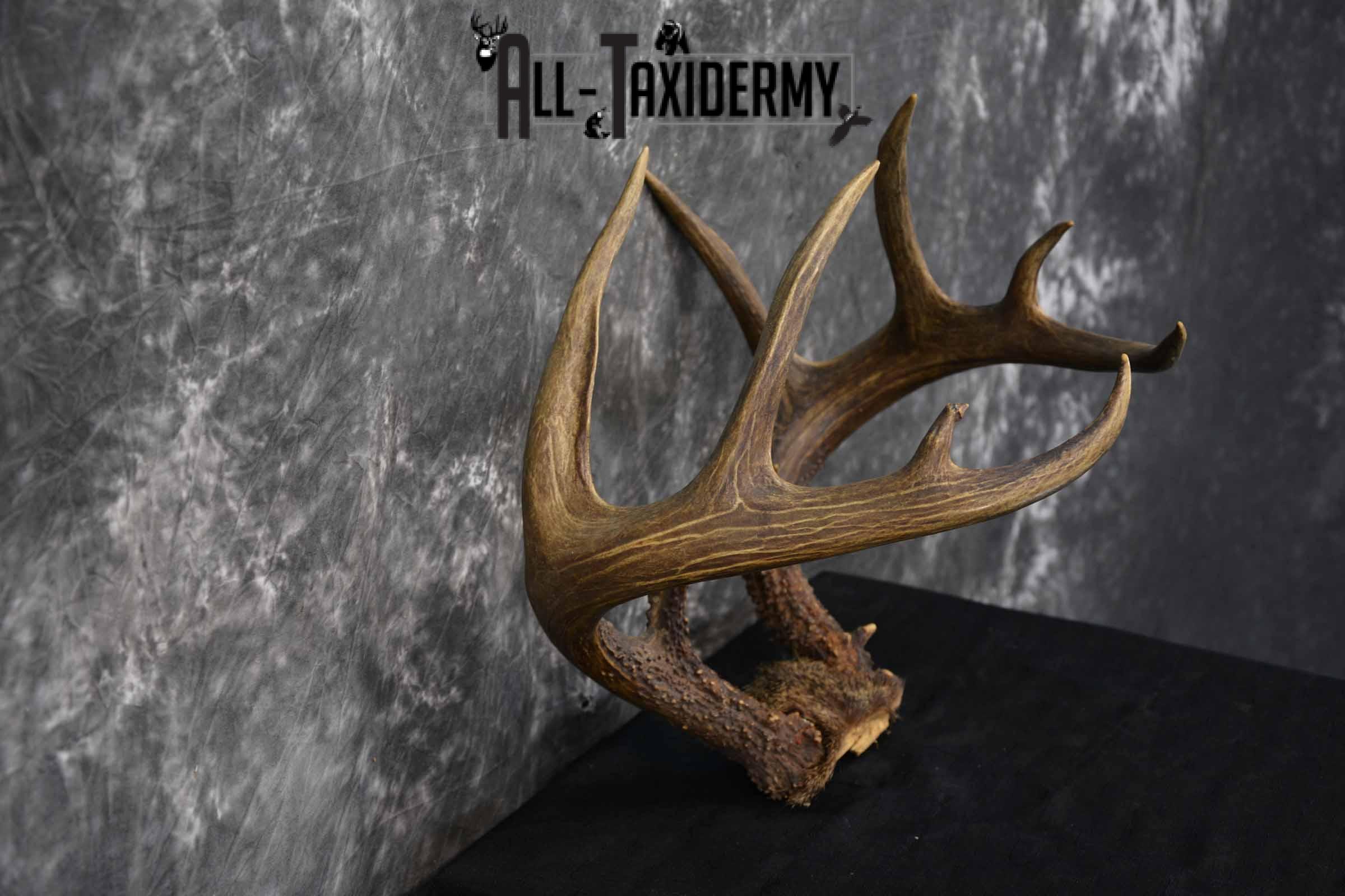 Whitetail Skull cap 10 point buck for sale SKU 1360 - Image 4