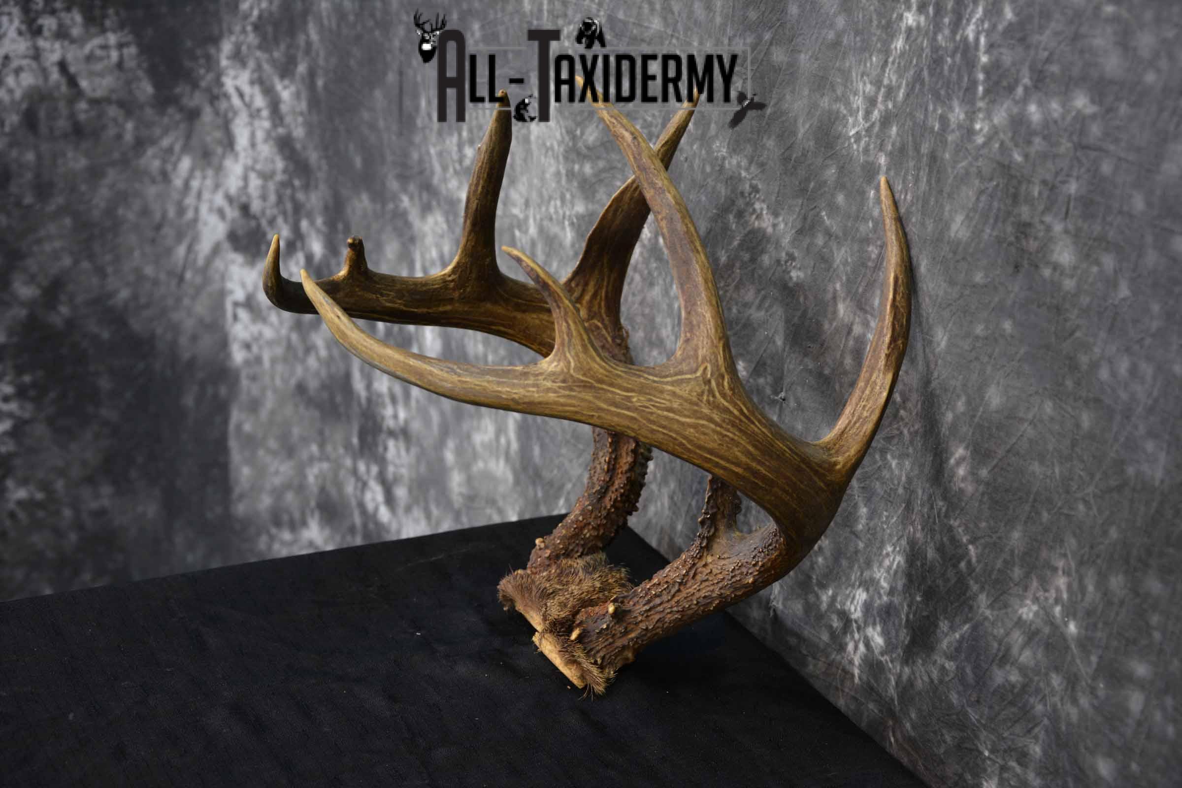 Whitetail Skull cap 10 point buck for sale SKU 1360 - Image 5
